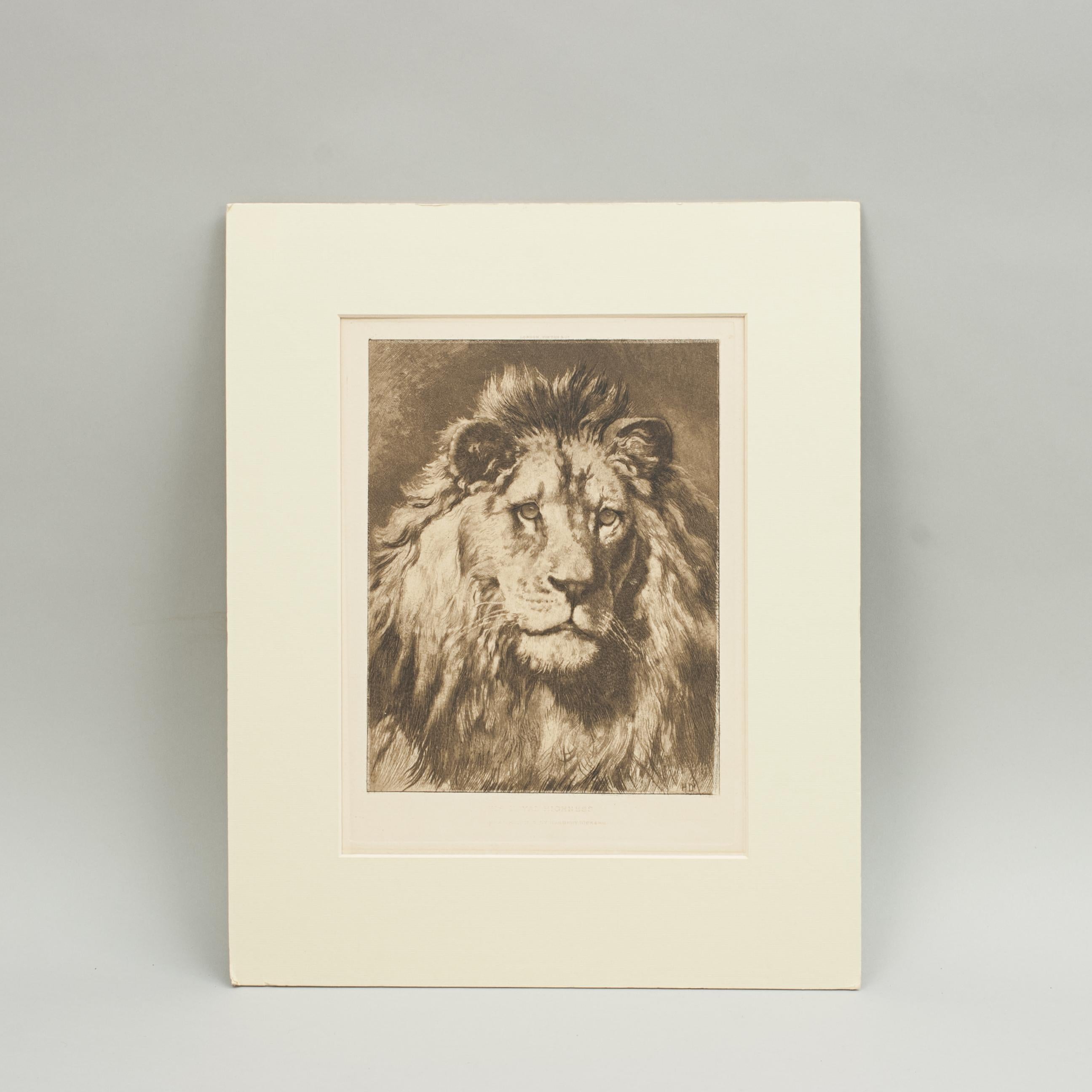 Early 20th Century Lion Print by Herbert Dicksee, His Royal Highness