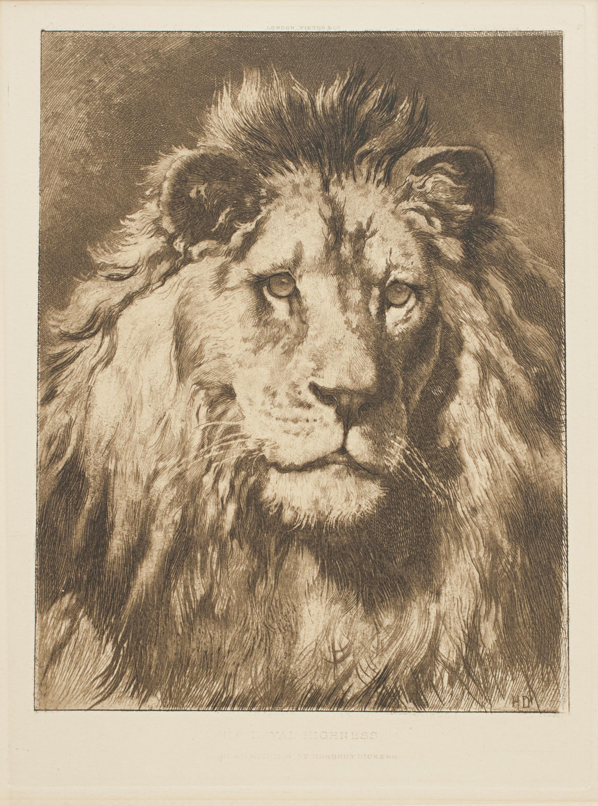 Lion Print by Herbert Dicksee, His Royal Highness 1