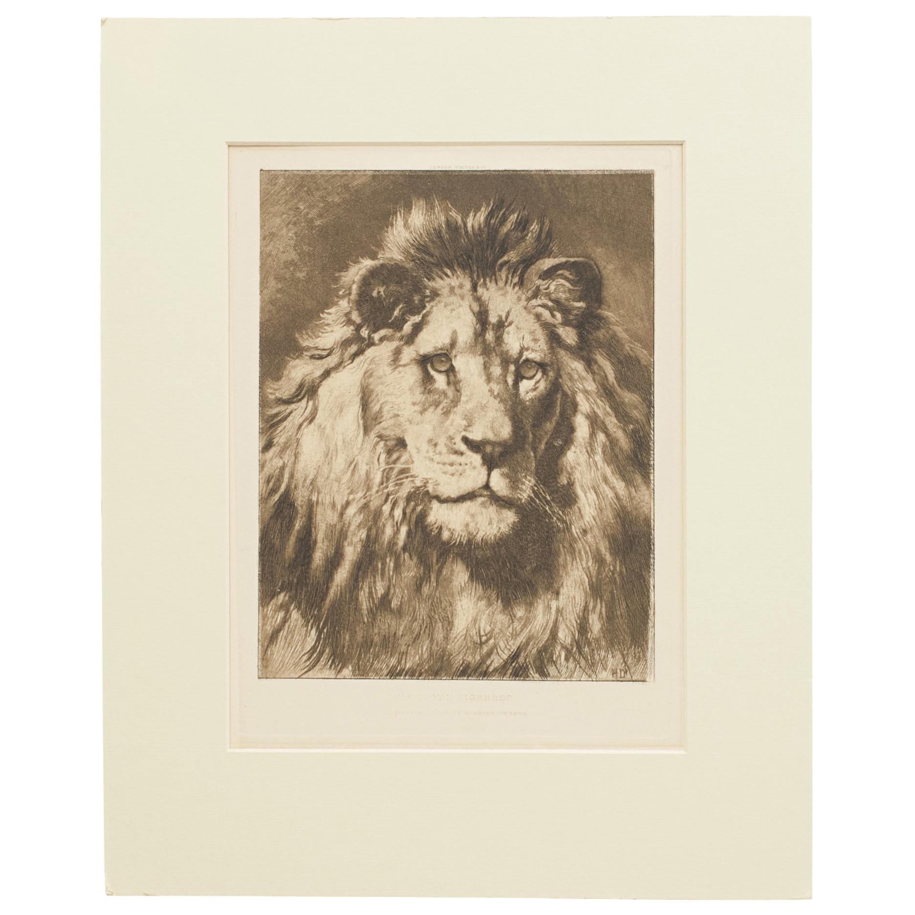 Lion Print by Herbert Dicksee, His Royal Highness