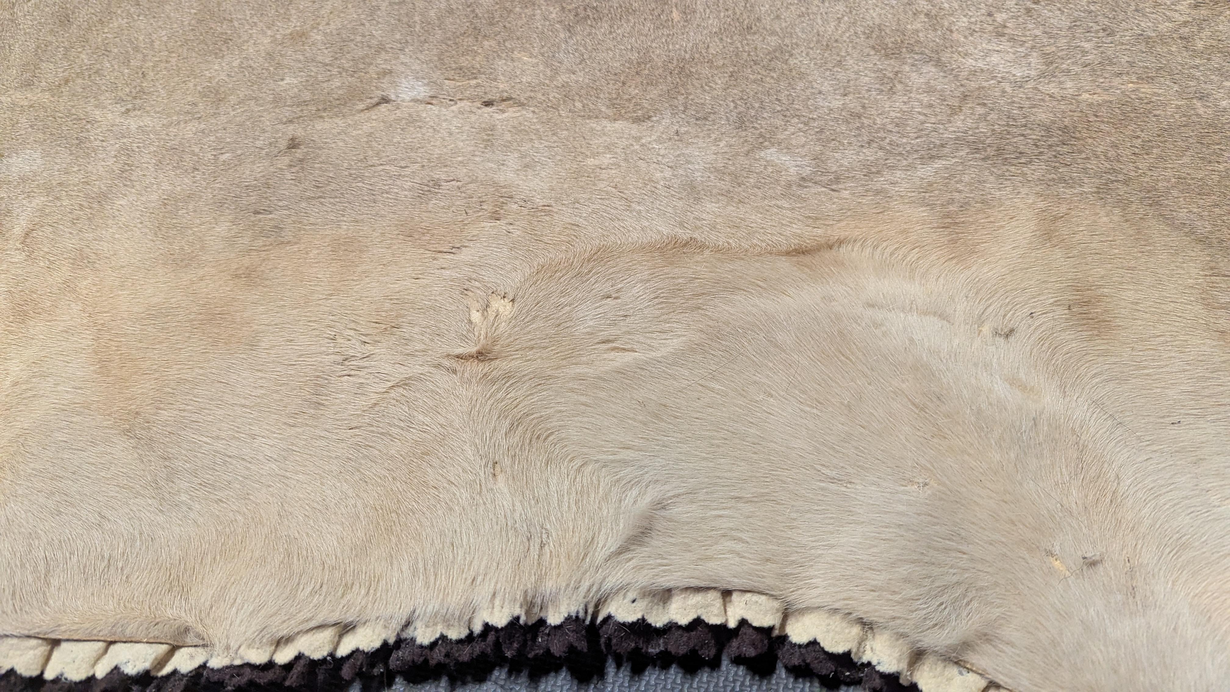 Tappeto in pelle di leone in vendita 4