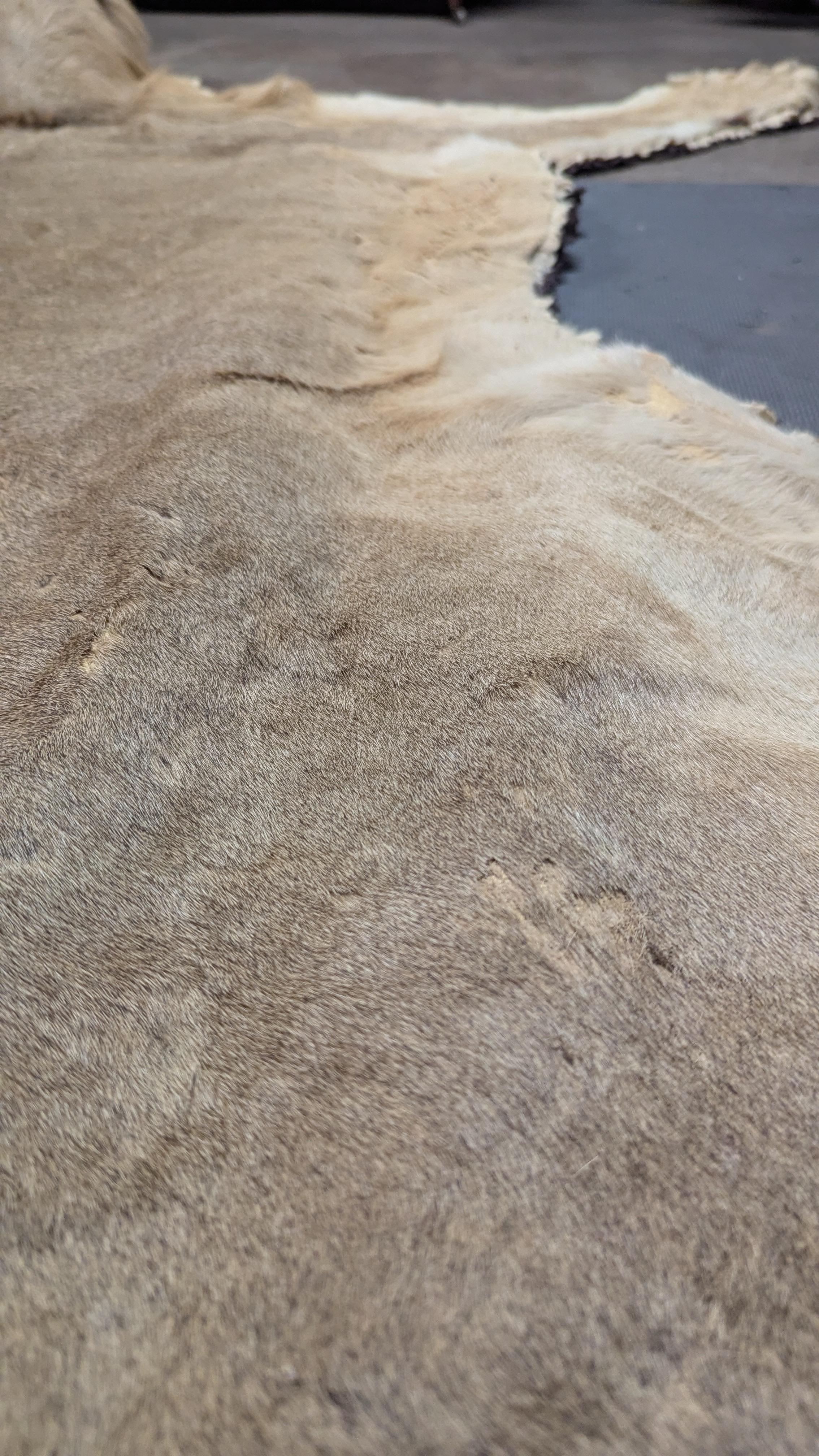 Tappeto in pelle di leone in vendita 5