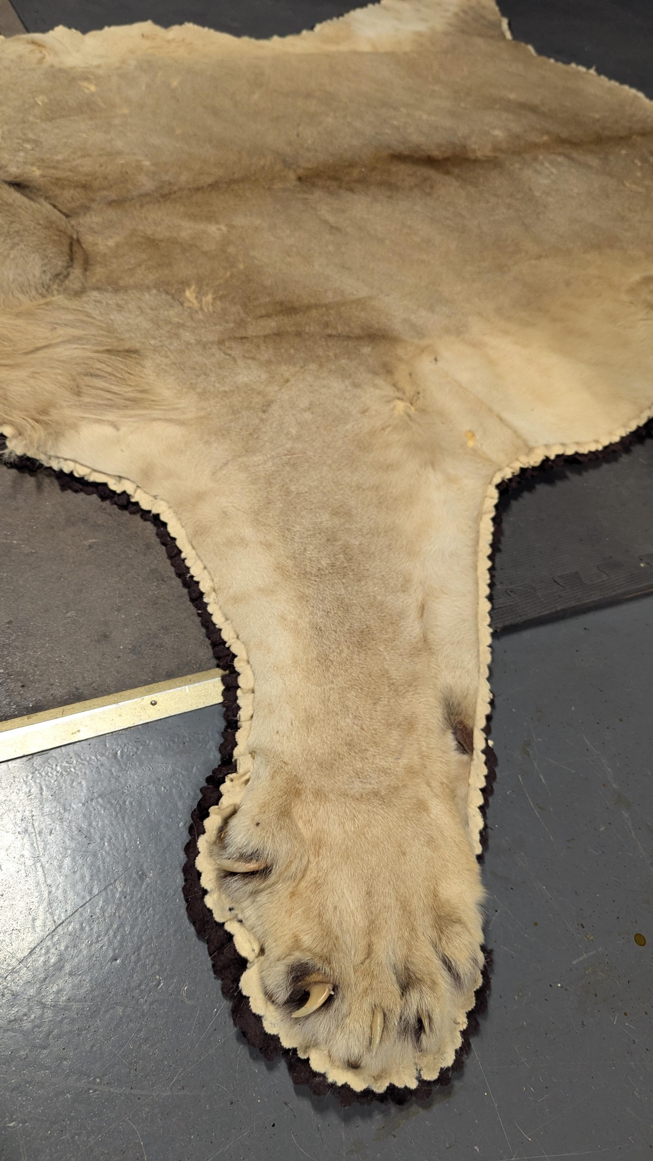 Tappeto in pelle di leone in vendita 6