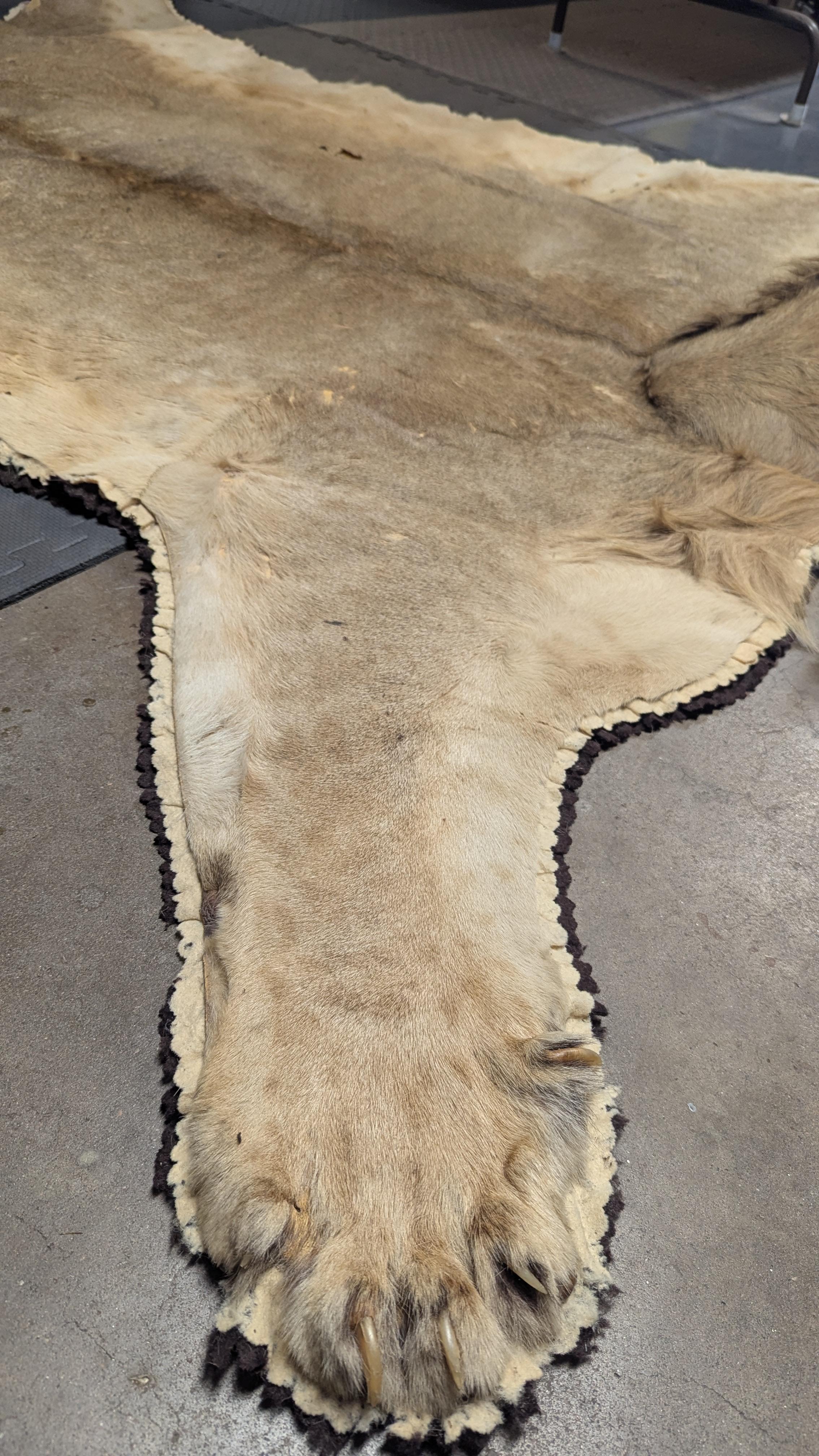Tappeto in pelle di leone in vendita 7