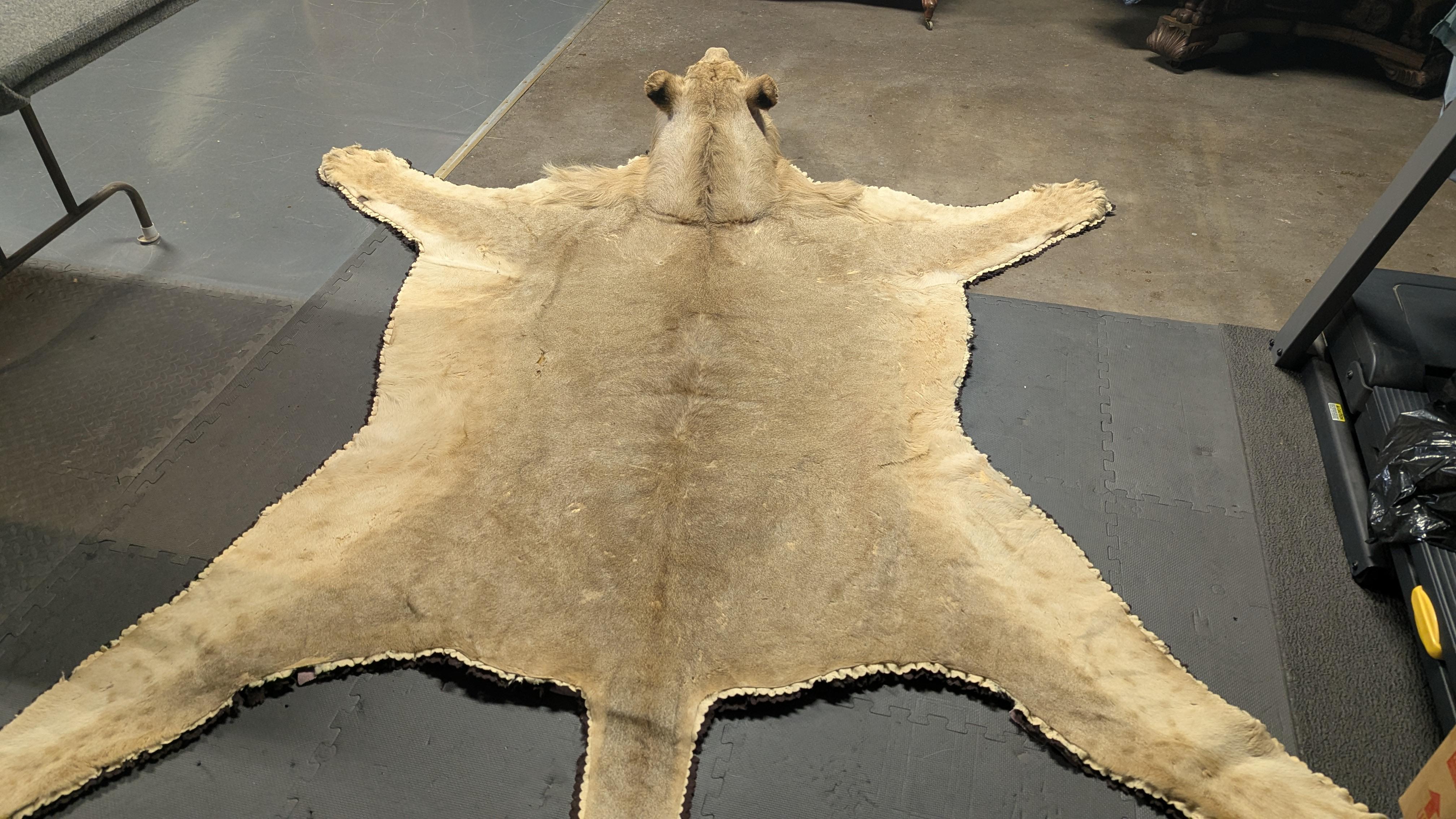 Tappeto in pelle di leone in vendita 8
