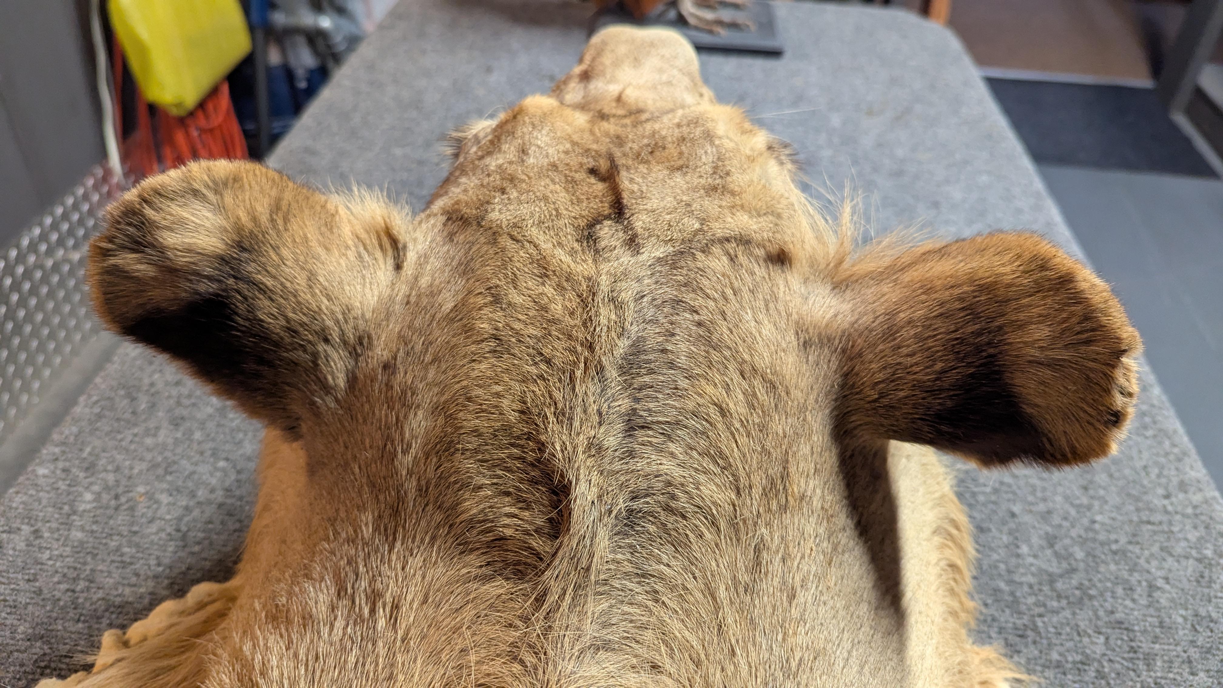 Tappeto in pelle di leone in vendita 10