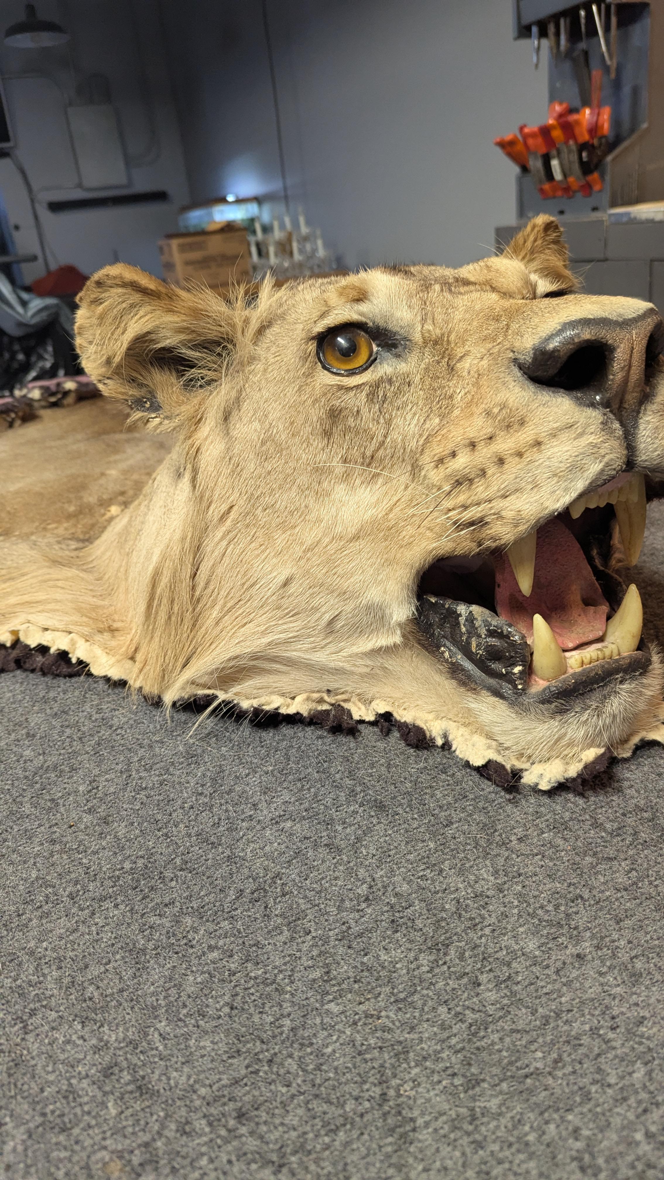 Ecco un bellissimo tappeto in pelle di leone Tsvo a grandezza naturale conciato da Joe Jona Jr Taxidermy, che è stato in attività in Colorado dal 1968 al 1994.  Le dimensioni sono le seguenti: dal naso all'estremità della coda 125