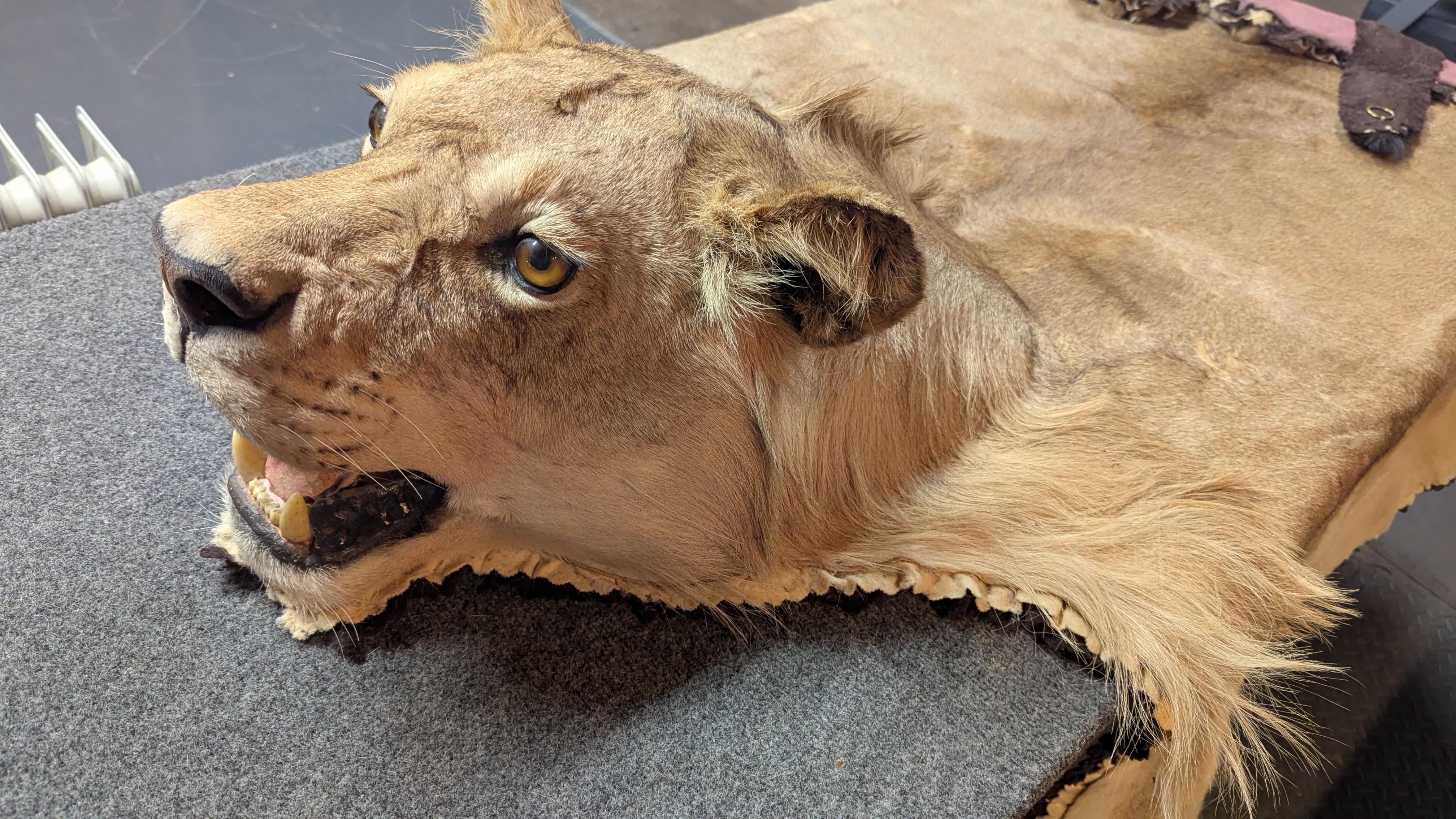 Americano Tappeto in pelle di leone in vendita