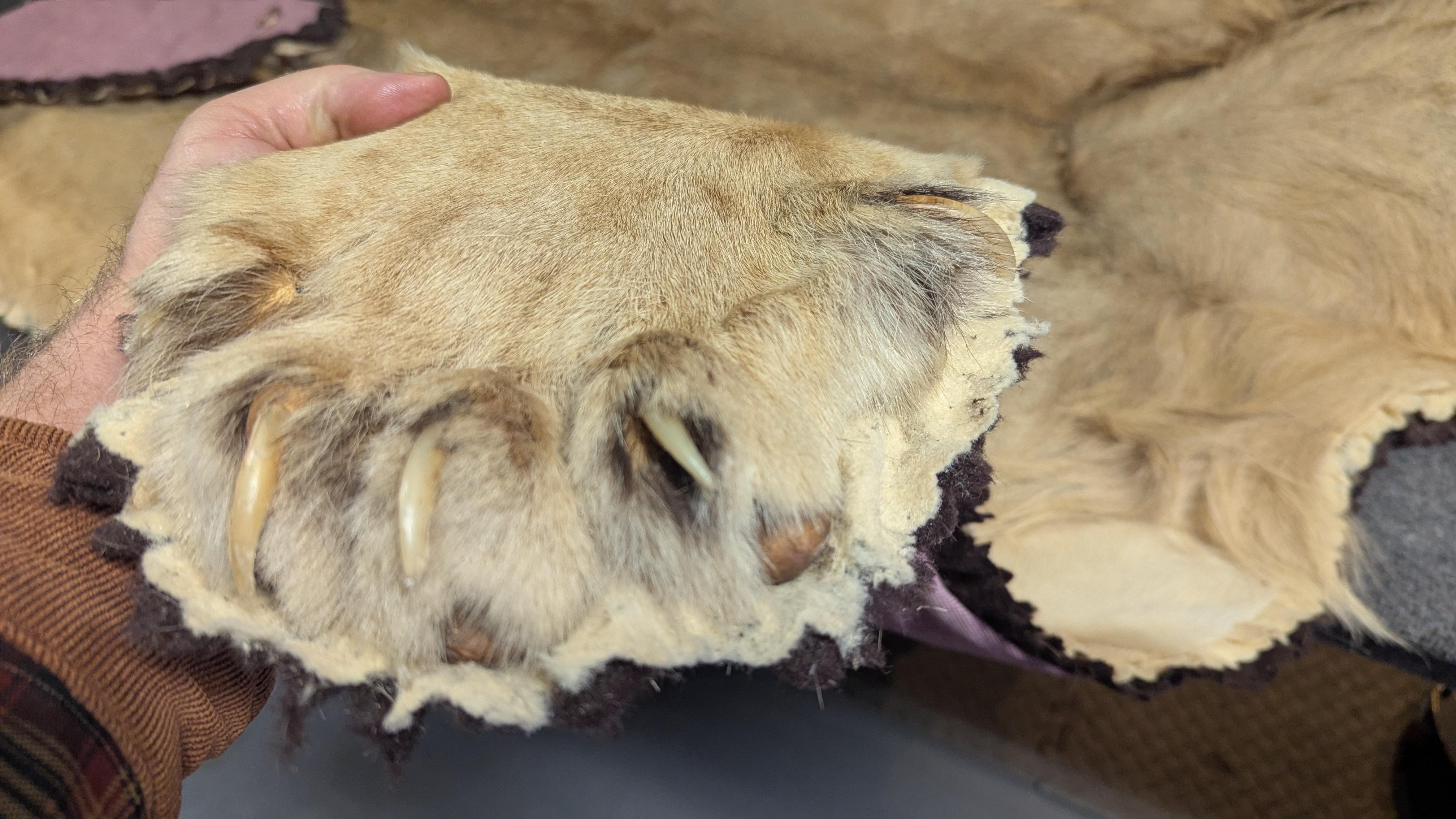 XX secolo Tappeto in pelle di leone in vendita