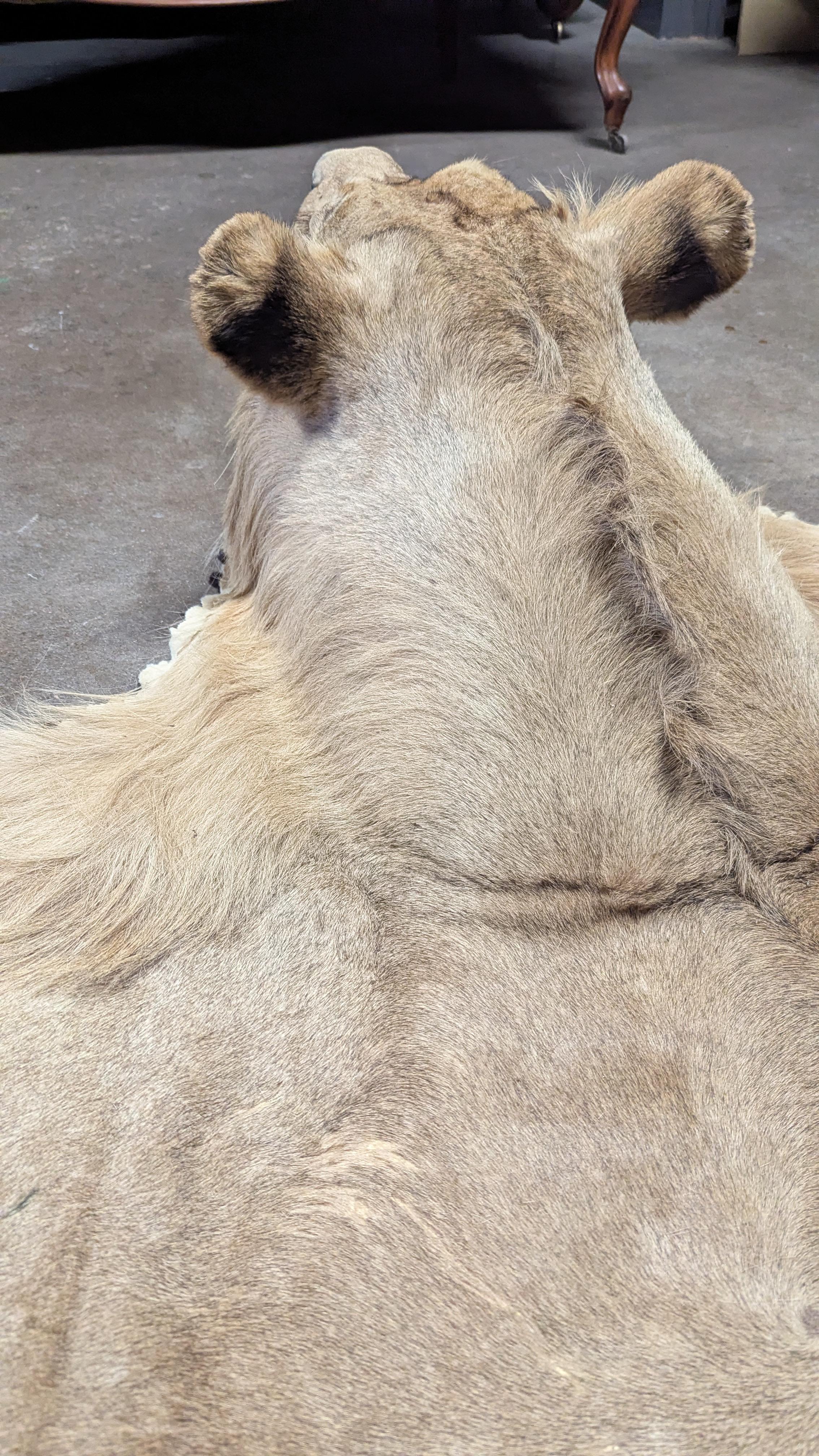 Tappeto in pelle di leone in vendita 2