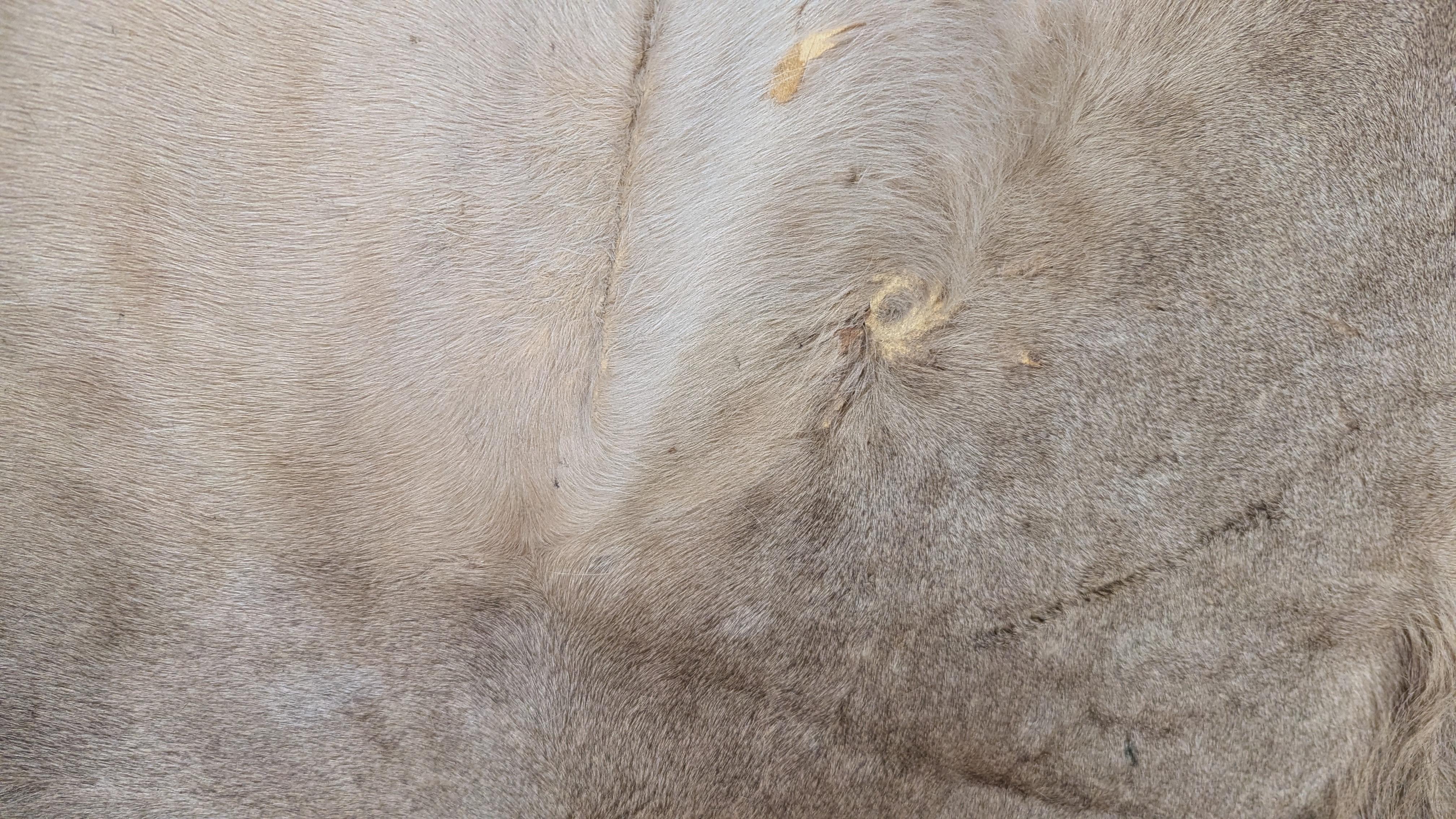 Tappeto in pelle di leone in vendita 3