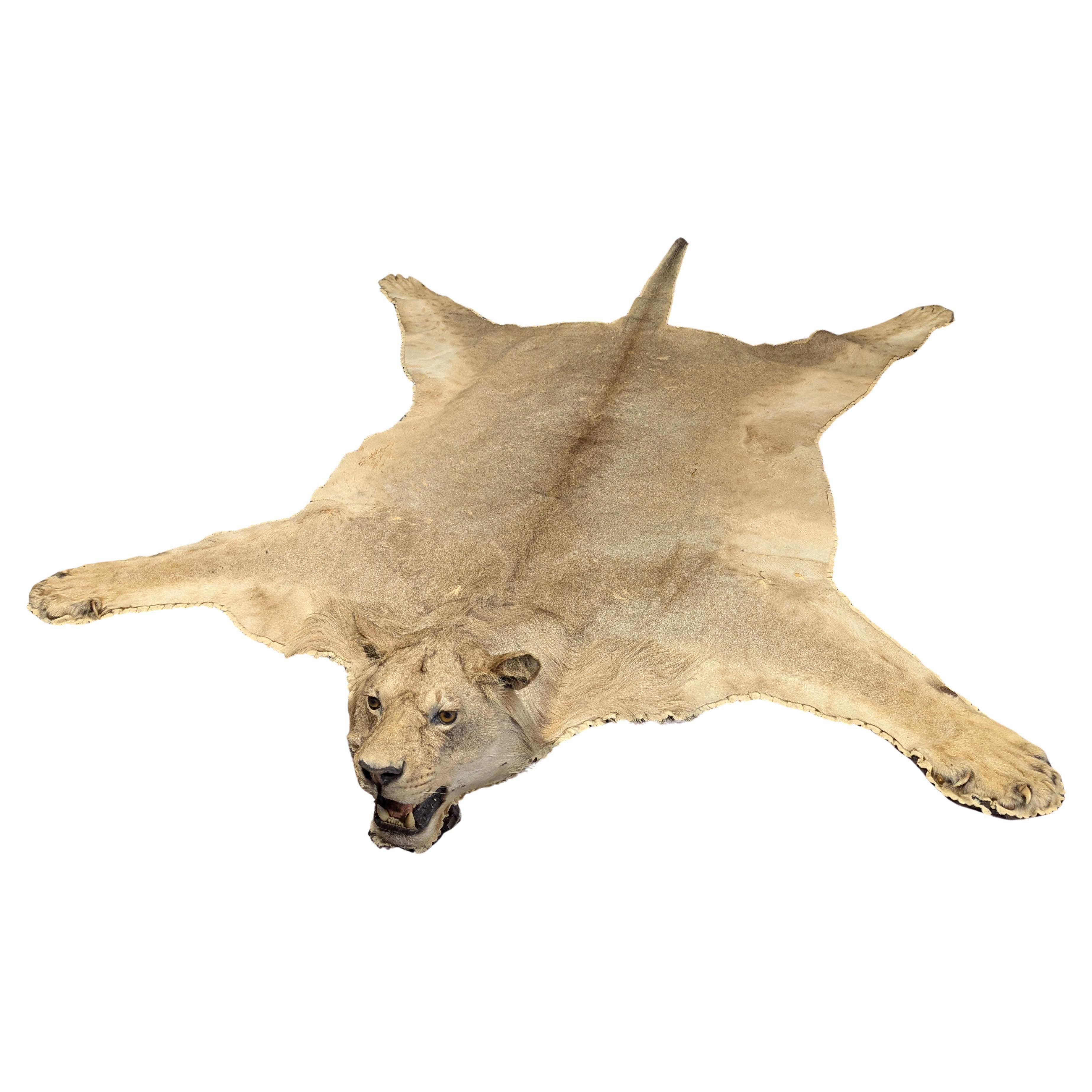 Tappeto in pelle di leone