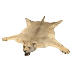 Tappeto in pelle di leone