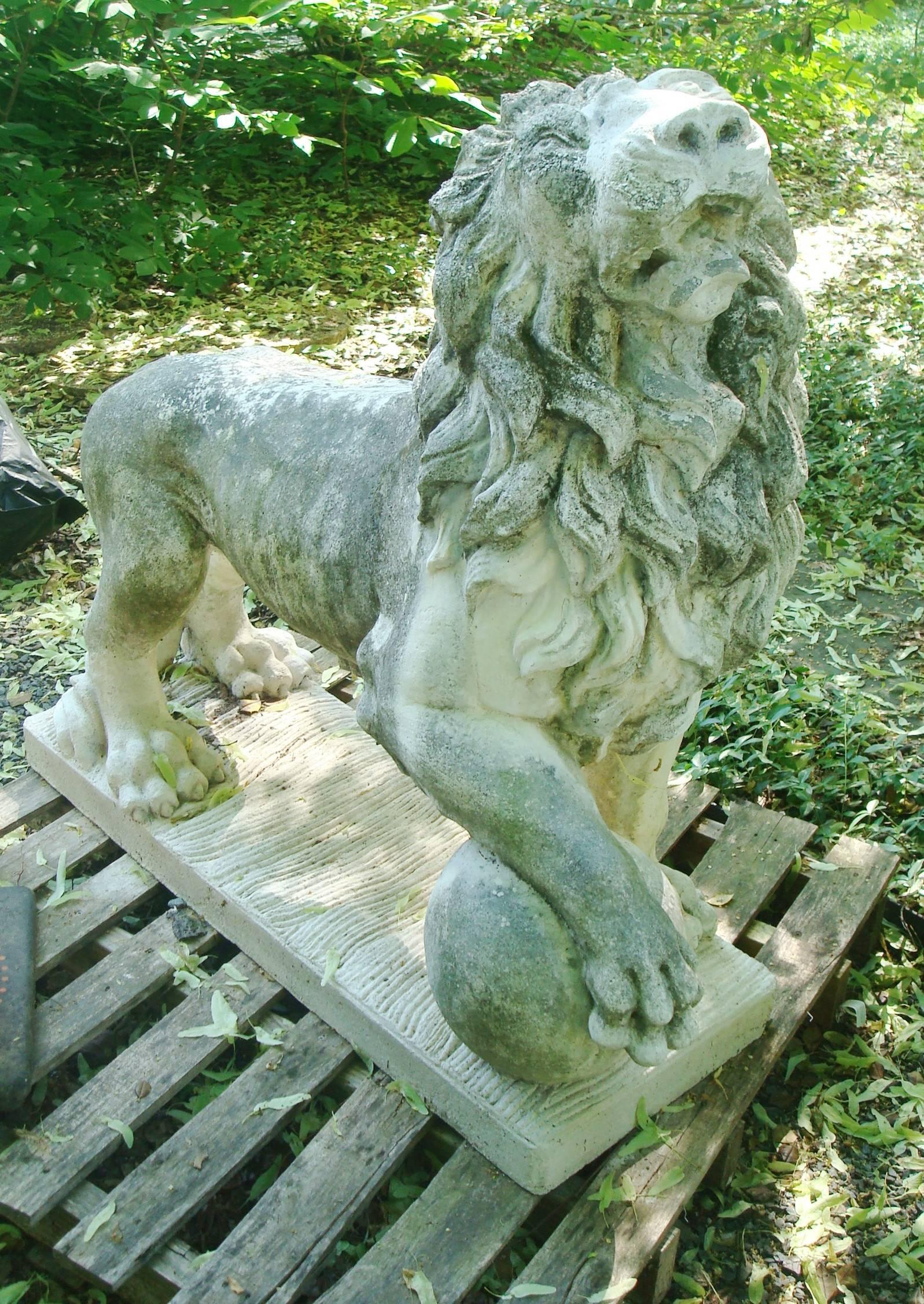 Pair of magnificent large lion statues, opposing, cast stone with quartz aggregate
and white lime wash, after the Medici lions of Florence, Italy, circa 1920.
This important pair would be outstanding flanking a major entrance or