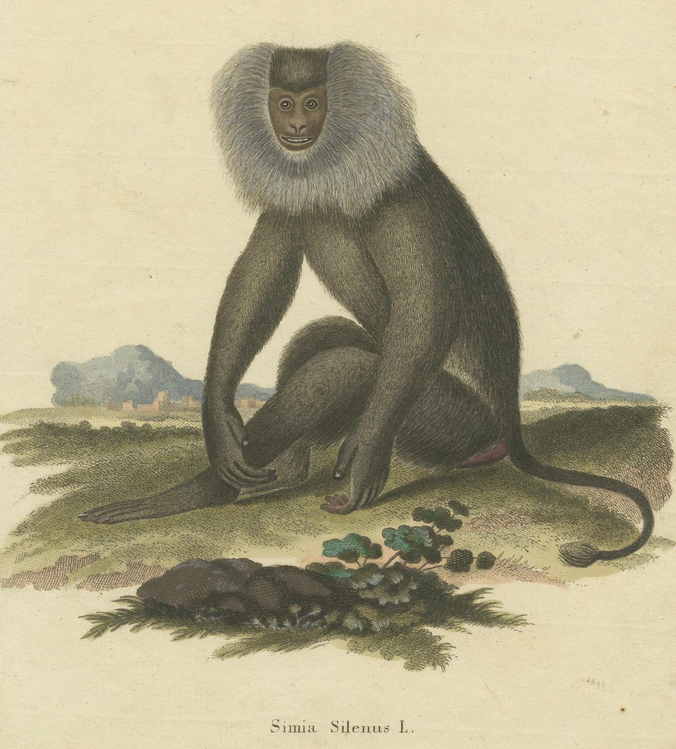 Lion-tailed Macaque - A Portrait of Wild Majesty Engraved, circa 1850 In Good Condition For Sale In Langweer, NL