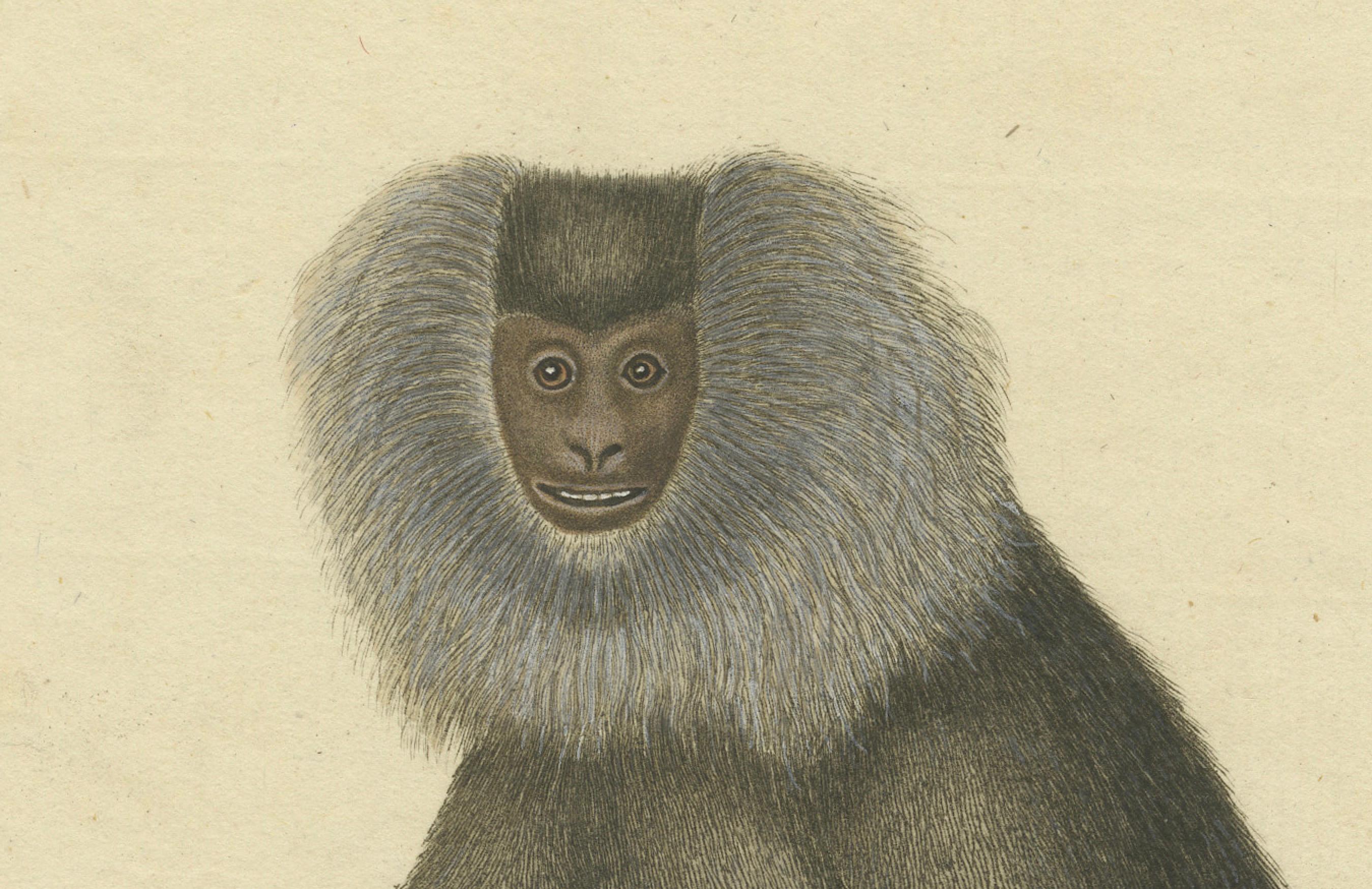 Lion-tailed Macaque - A Portrait of Wild Majesty Engraved, circa 1850 For Sale 1