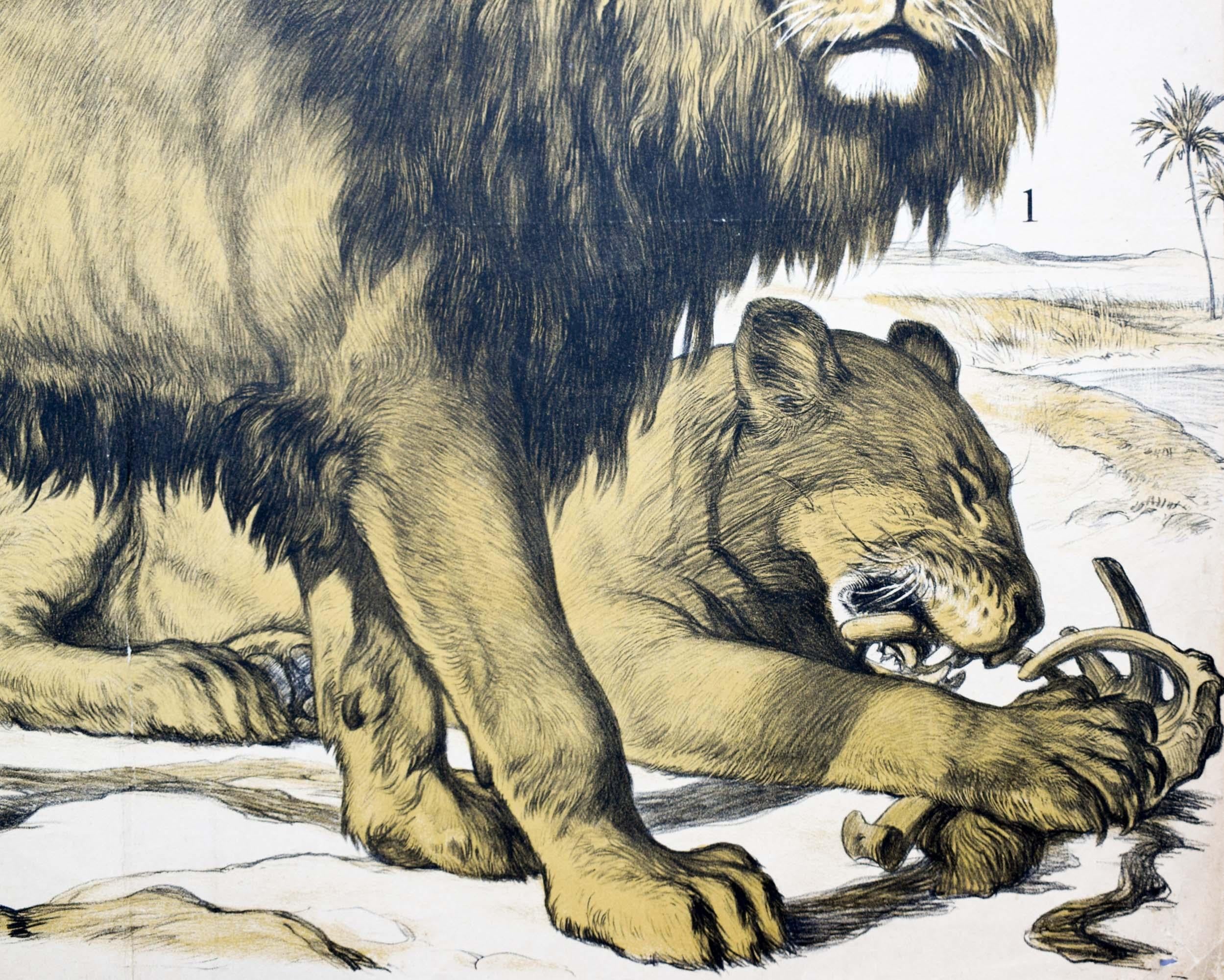 This antique wall chart was published by the Verlag von J. F. Schreiber in Munich, Germany. It is made out of paper and it shows lions and their anatomy.

Condition: slight traces of use due to its age;
Dimensions: 80cm in height x 105cm in width