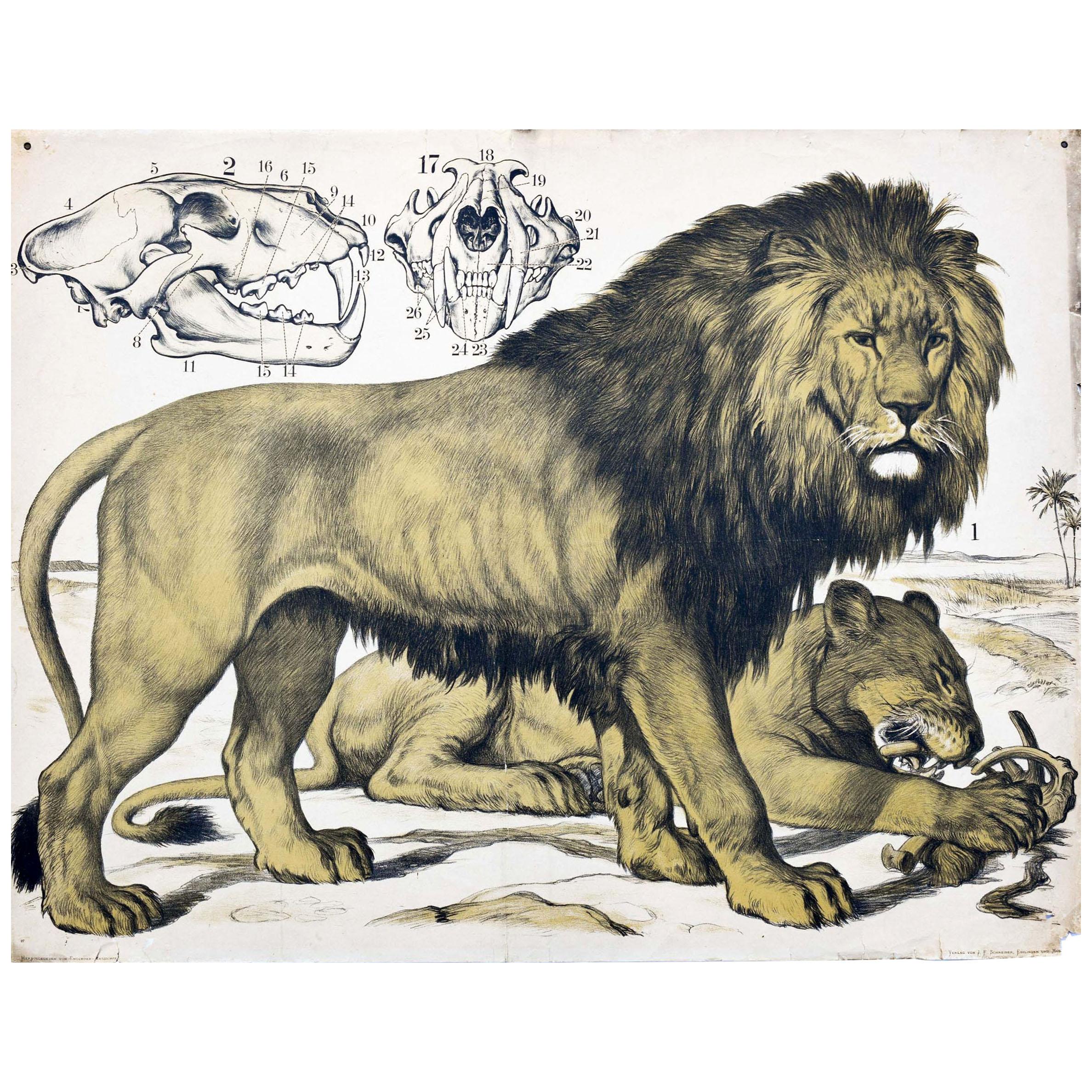Lion, Vintage Wall Chart