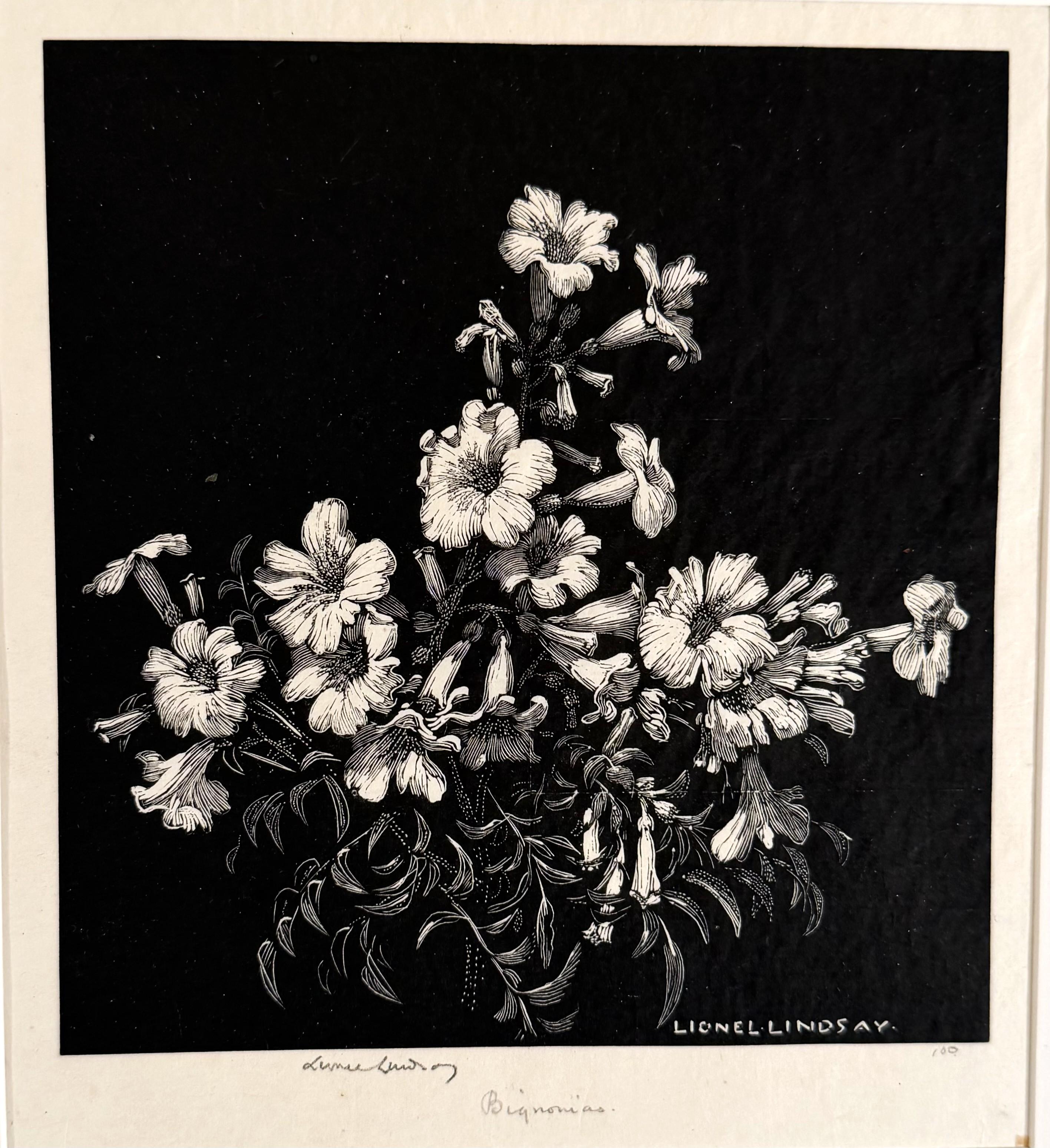 Still-Life Print de Lionel Lindsay - BEGONIAS