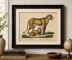 Lioness and Cub, Brodtmann Hand-Colored Natural History Lithograph, 1816