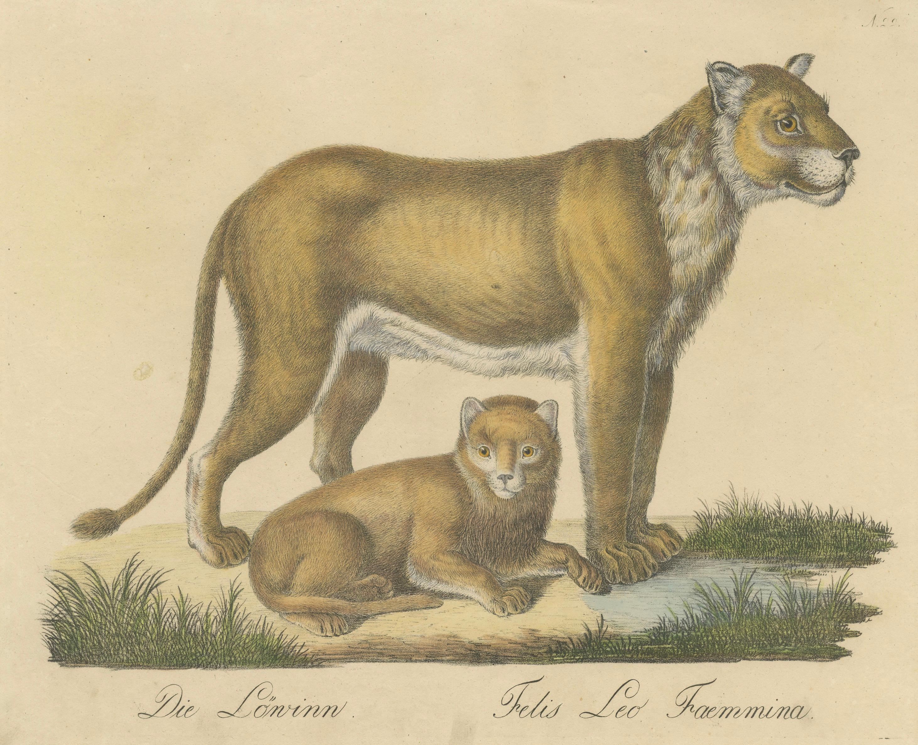 Lioness and Cub, Brodtmann Hand-Colored Natural History Lithograph, 1816