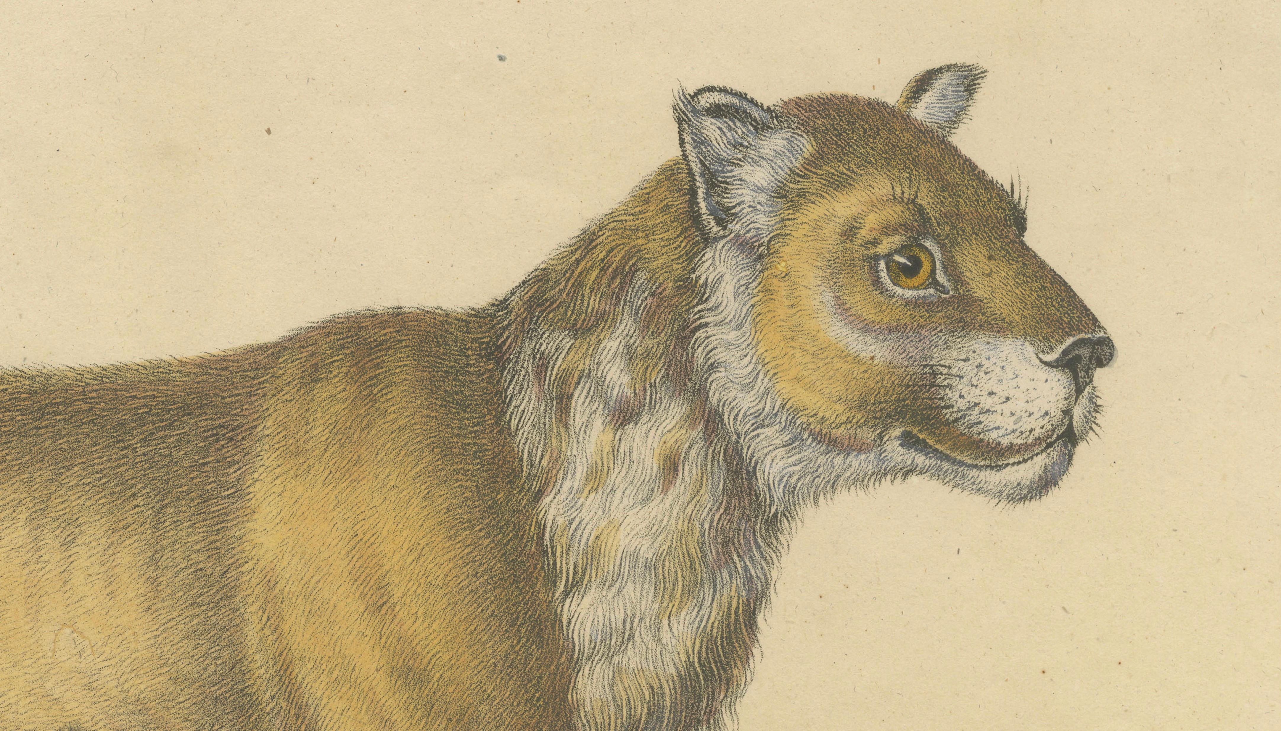 Lioness and Cub, Brodtmann Hand-Colored Natural History Lithograph, 1816