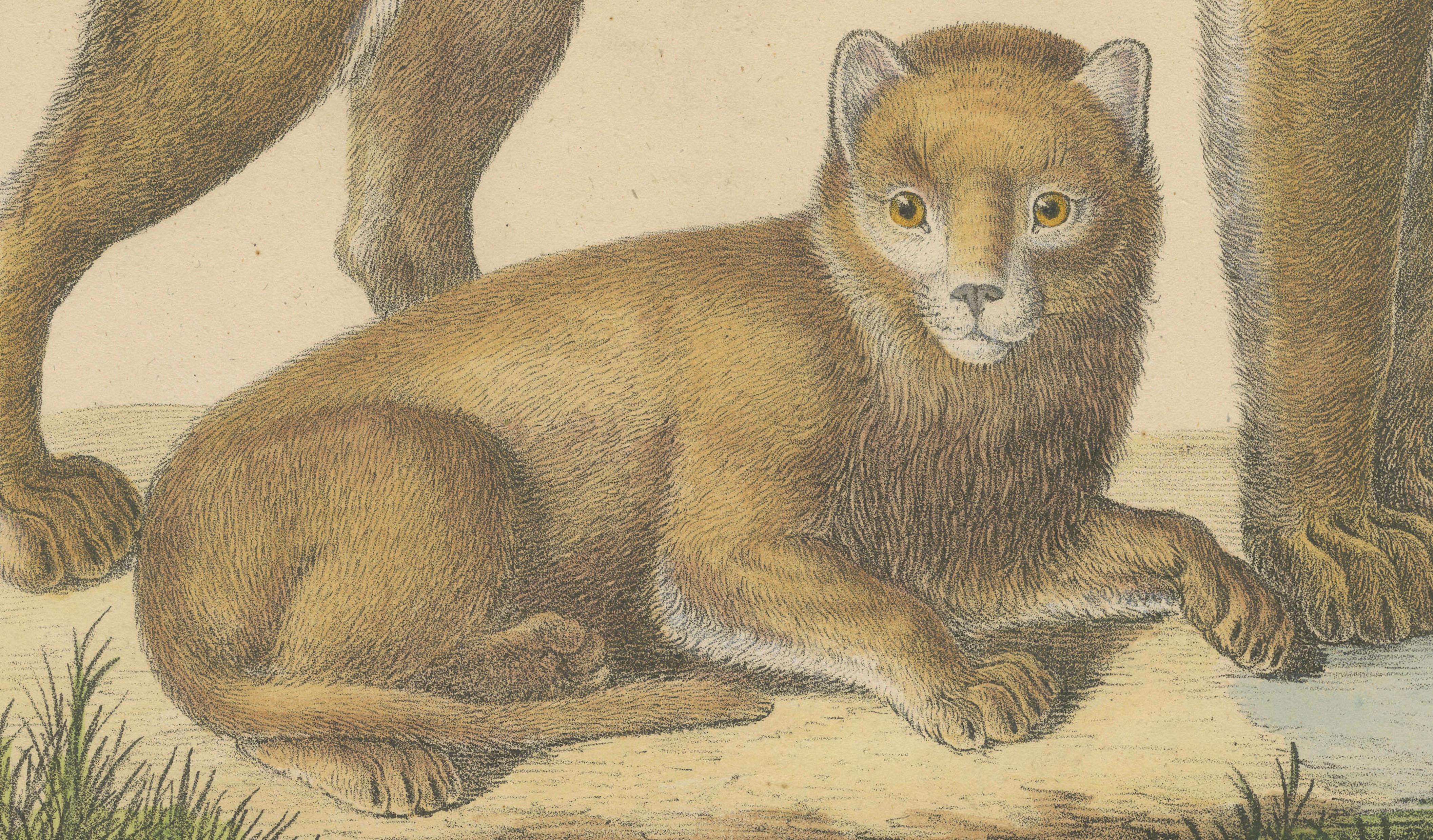 Lioness and Cub, Brodtmann Hand-Colored Natural History Lithograph, 1816
