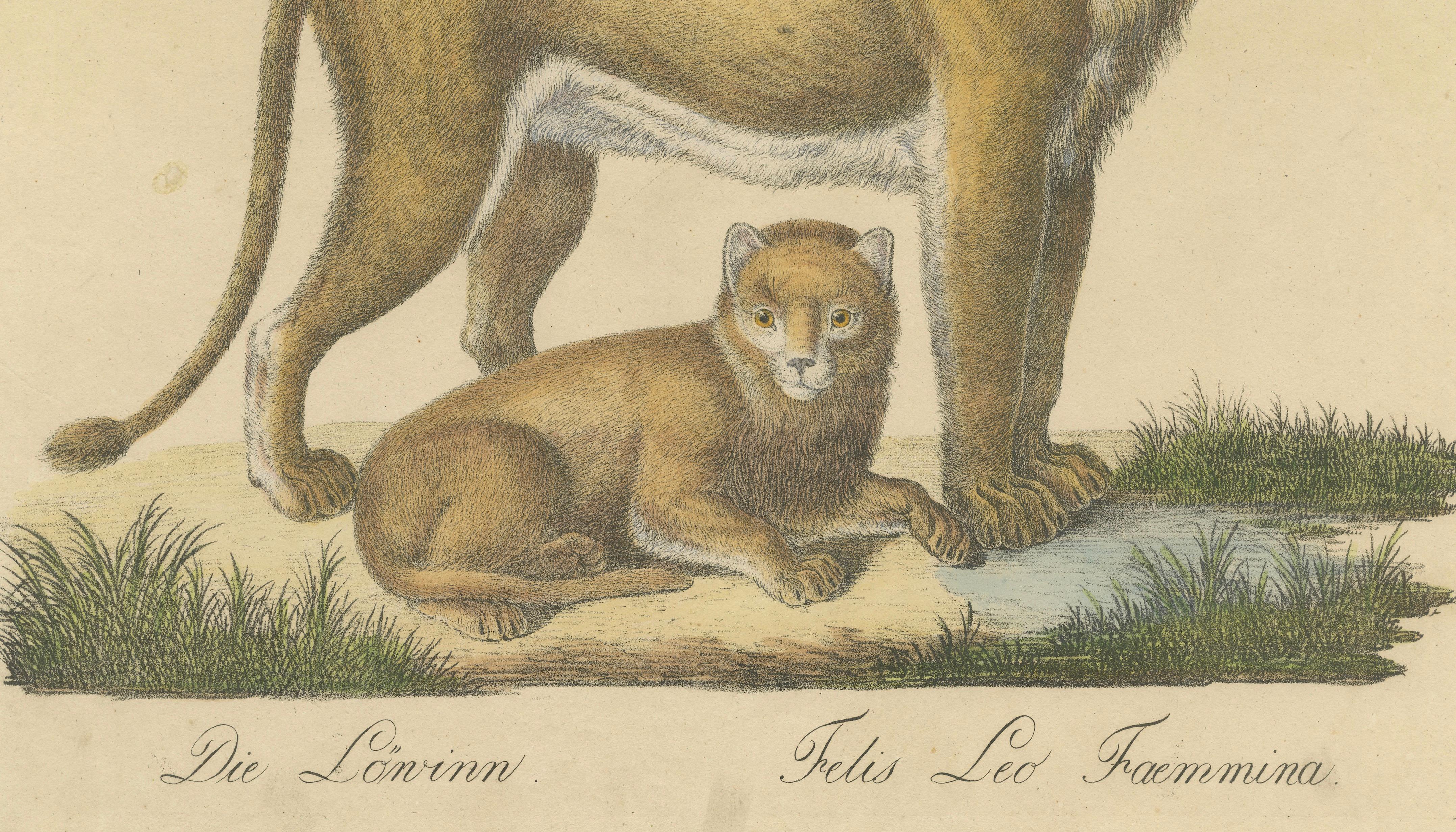 Lioness and Cub, Brodtmann Hand-Colored Natural History Lithograph, 1816