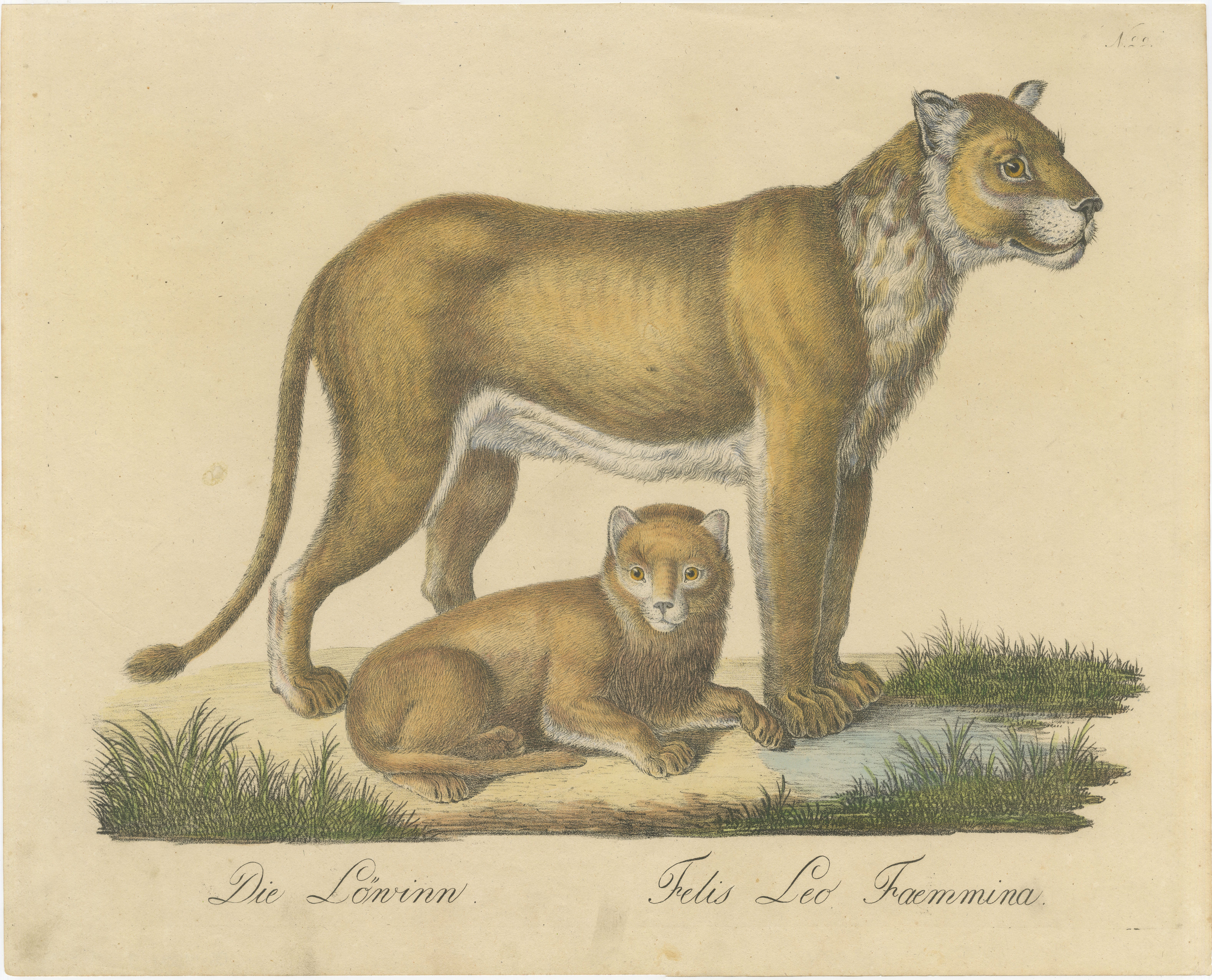 Lioness and Cub, Brodtmann Hand-Colored Natural History Lithograph, 1816