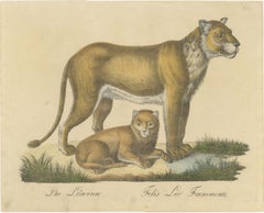 Lioness and Cub, Brodtmann Hand-Colored Natural History Lithograph, 1816