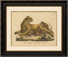 Lioness with Cubs, African Wildlife Natural History Lithograph, 1816
