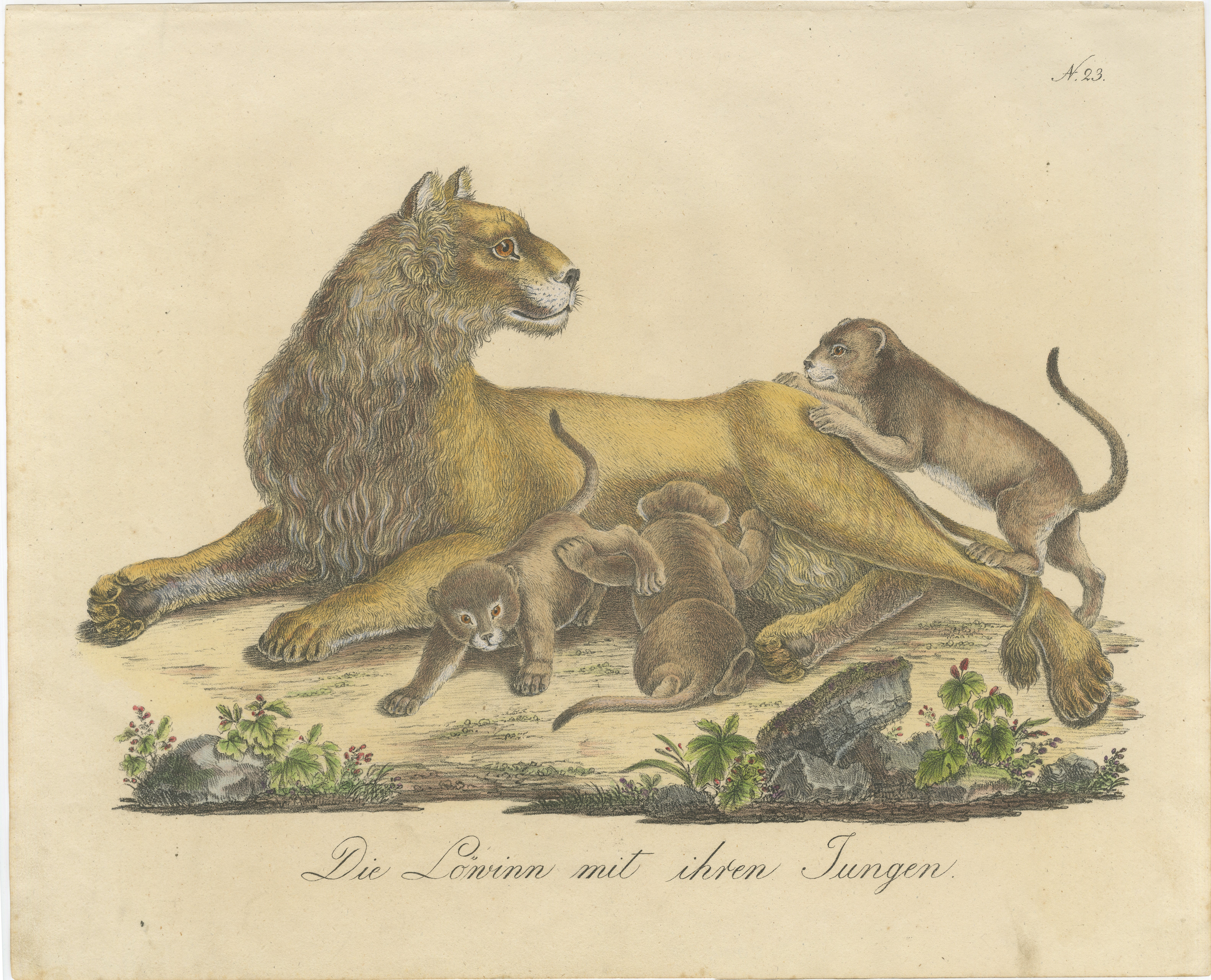 Lioness with Cubs, African Wildlife Natural History Lithograph, 1816