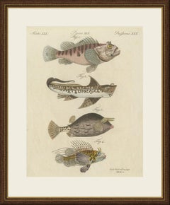 Lionfish, Chimaera, Scorpionfish and Boxfish, Antique Bertuch Print, circa 1805