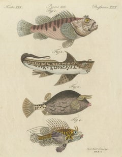 Lionfish, Chimaera, Scorpionfish and Boxfish, Antique Bertuch Print, circa 1805
