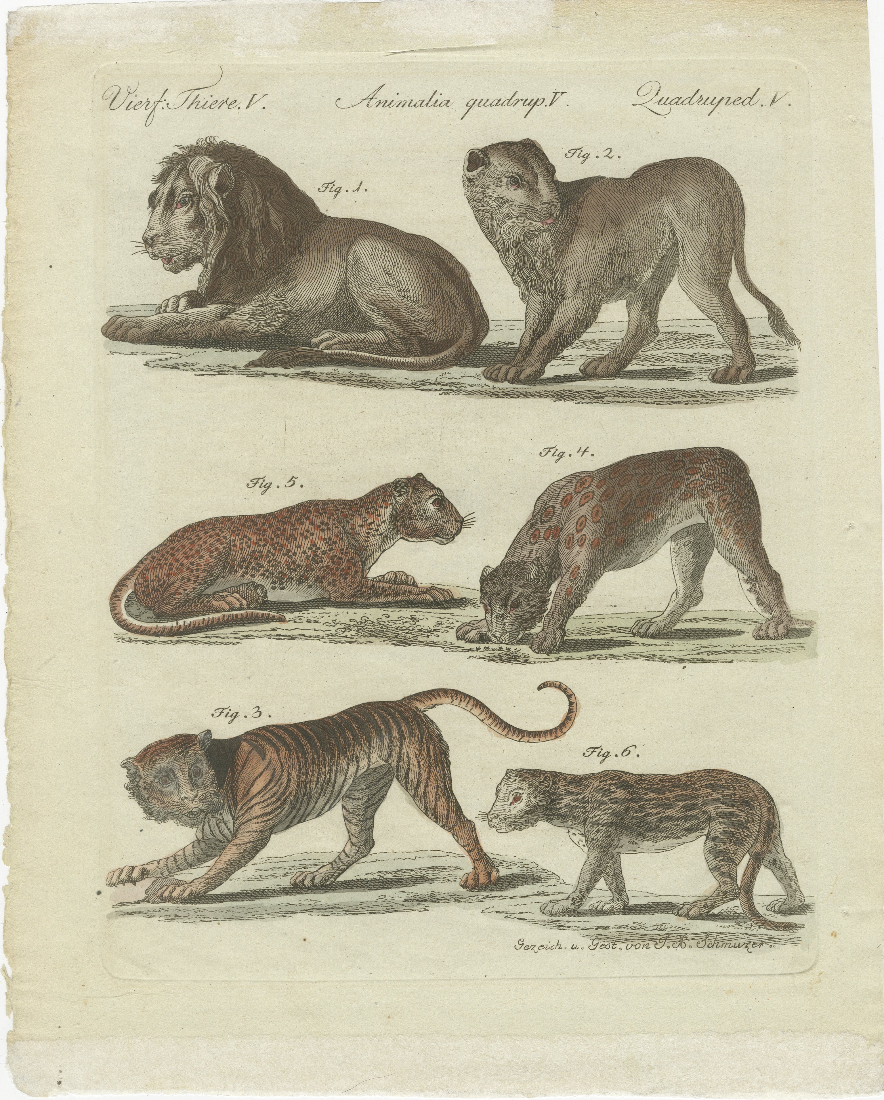 Lions, Tigers & Spotted Cats — Decorative Natural History Print c.1790