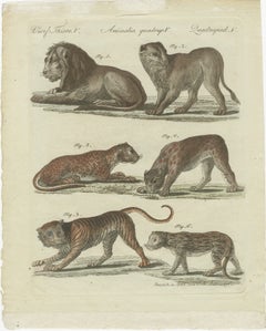 Lions, Tigers & Spotted Cats — Decorative Natural History Print c.1790