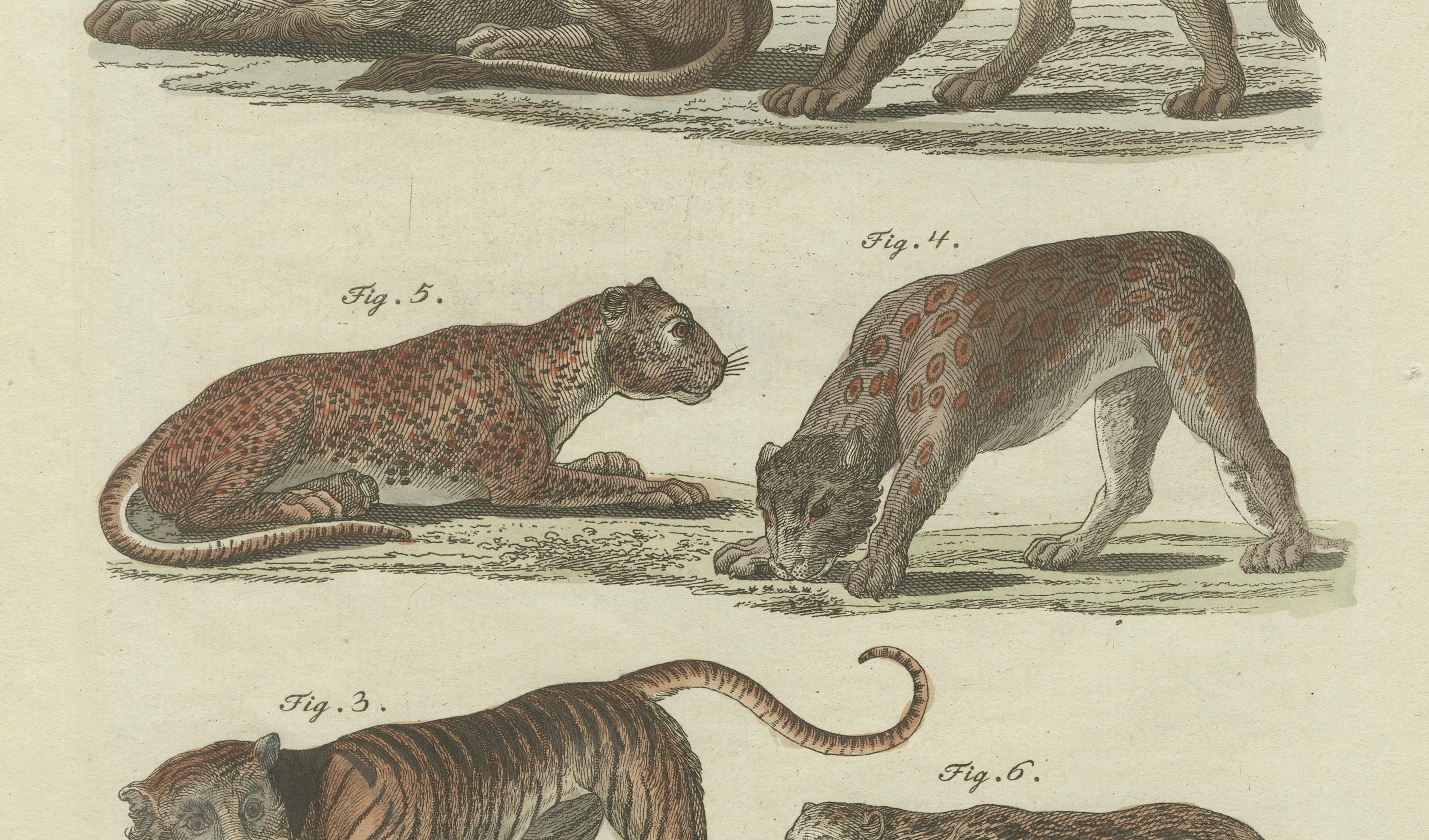 Lions, Tigers & Spotted Cats — Decorative Natural History Print c.1790