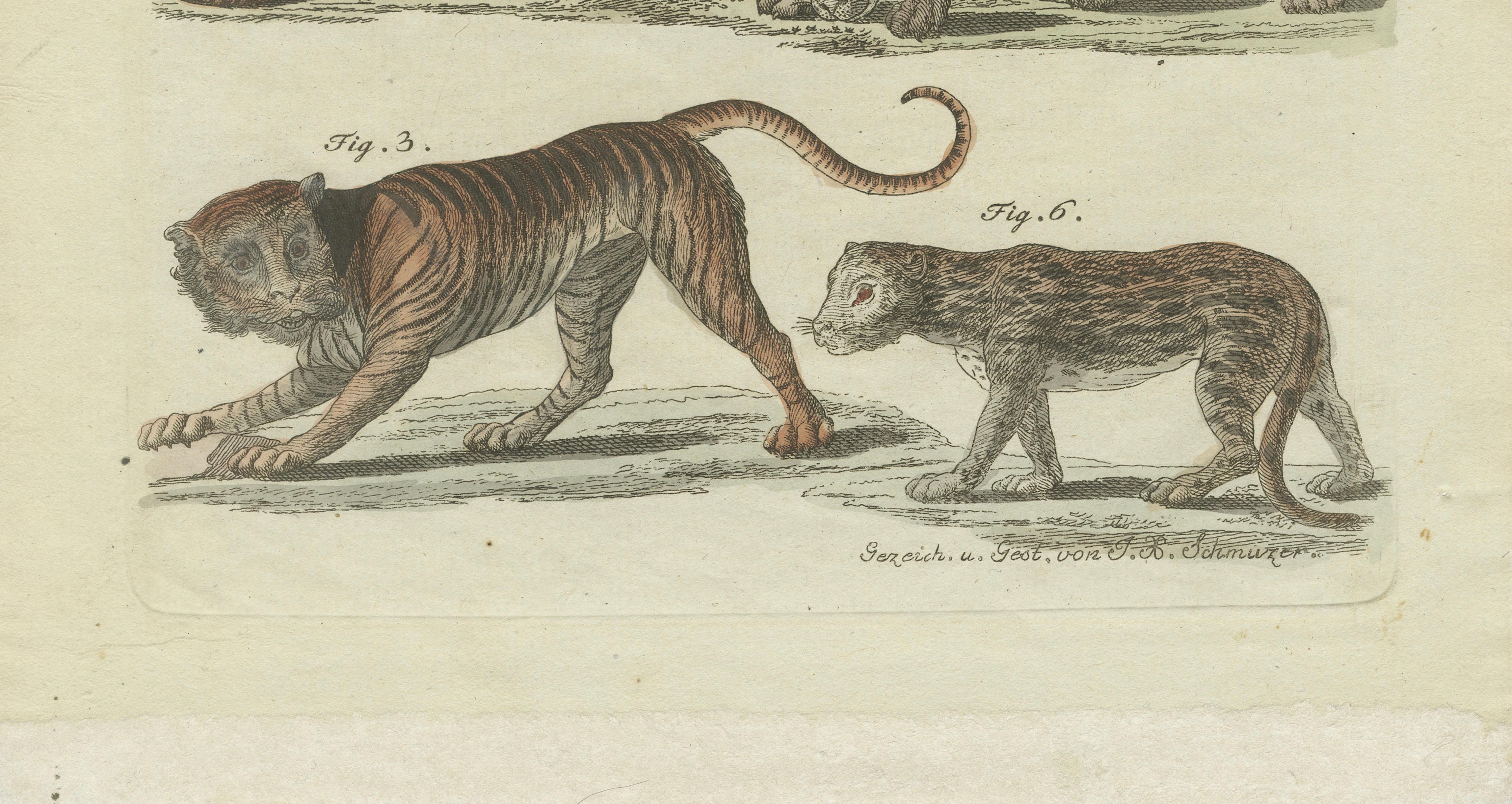 Lions, Tigers & Spotted Cats — Decorative Natural History Print c.1790