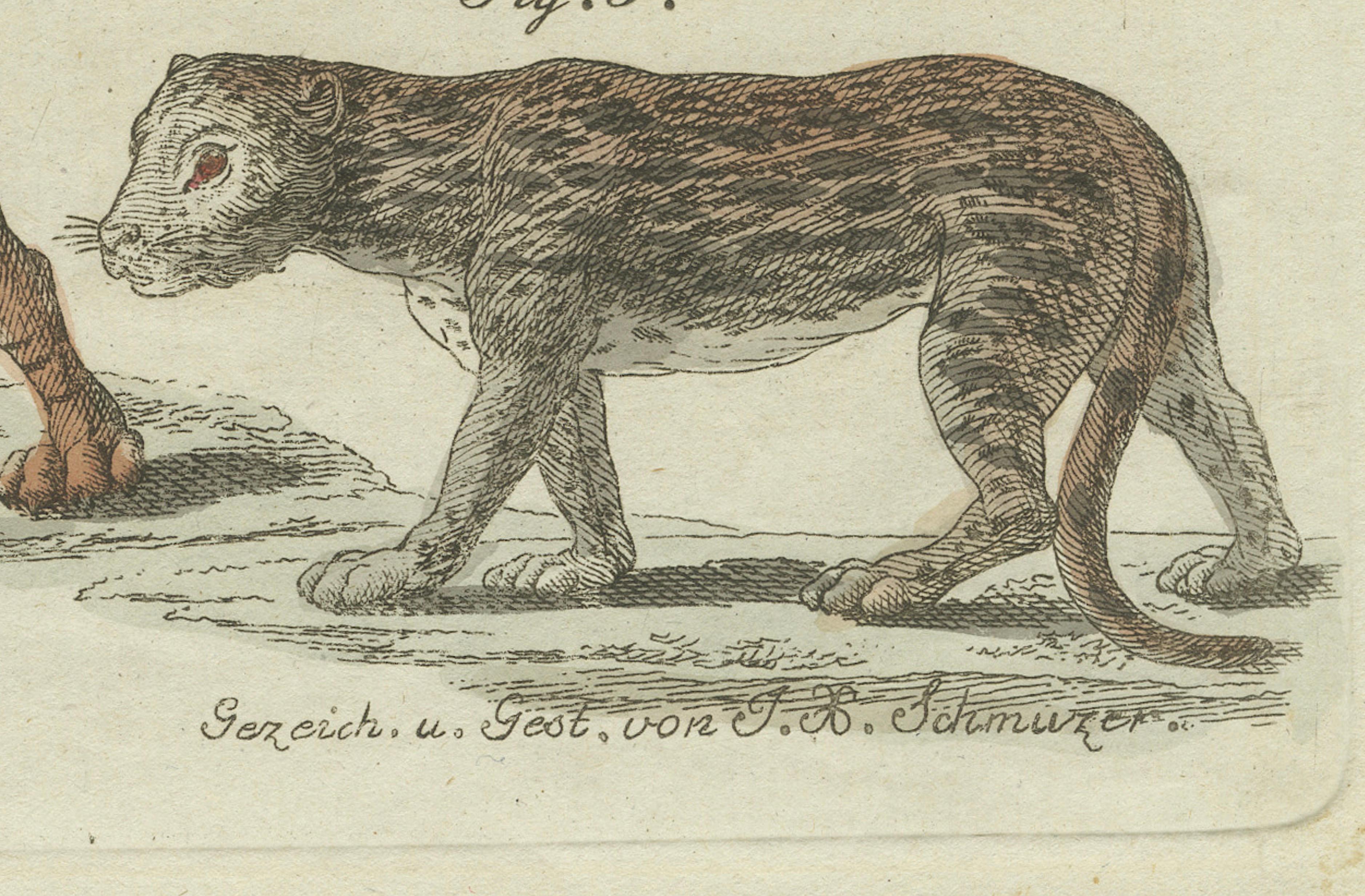 Lions, Tigers & Spotted Cats — Decorative Natural History Print c.1790