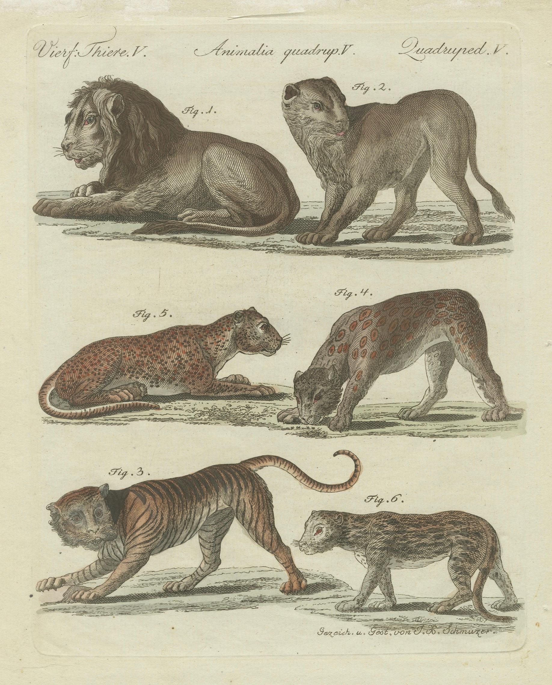 Lions, Tigers & Spotted Cats — Decorative Natural History Print c.1790