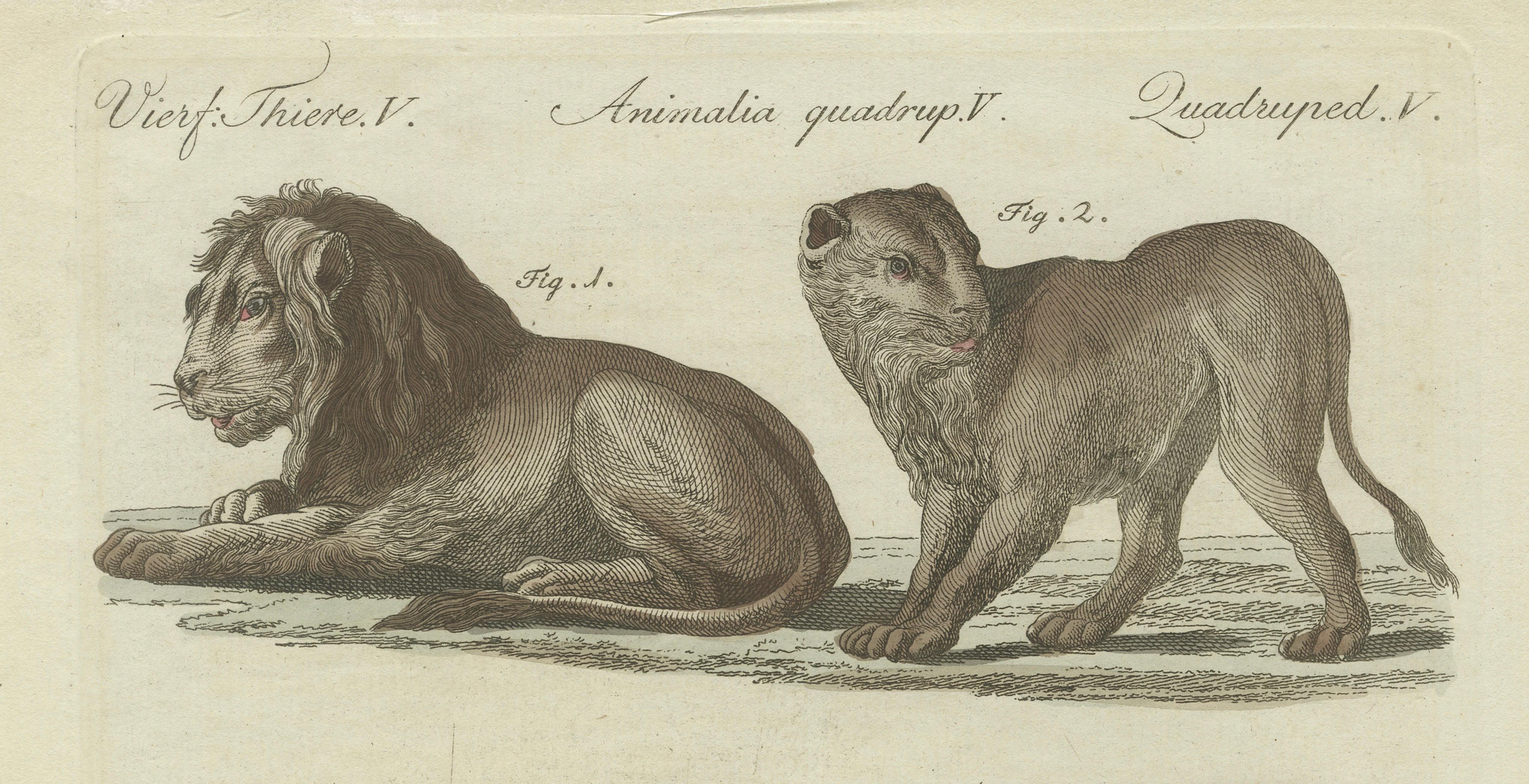Lions, Tigers & Spotted Cats — Decorative Natural History Print c.1790