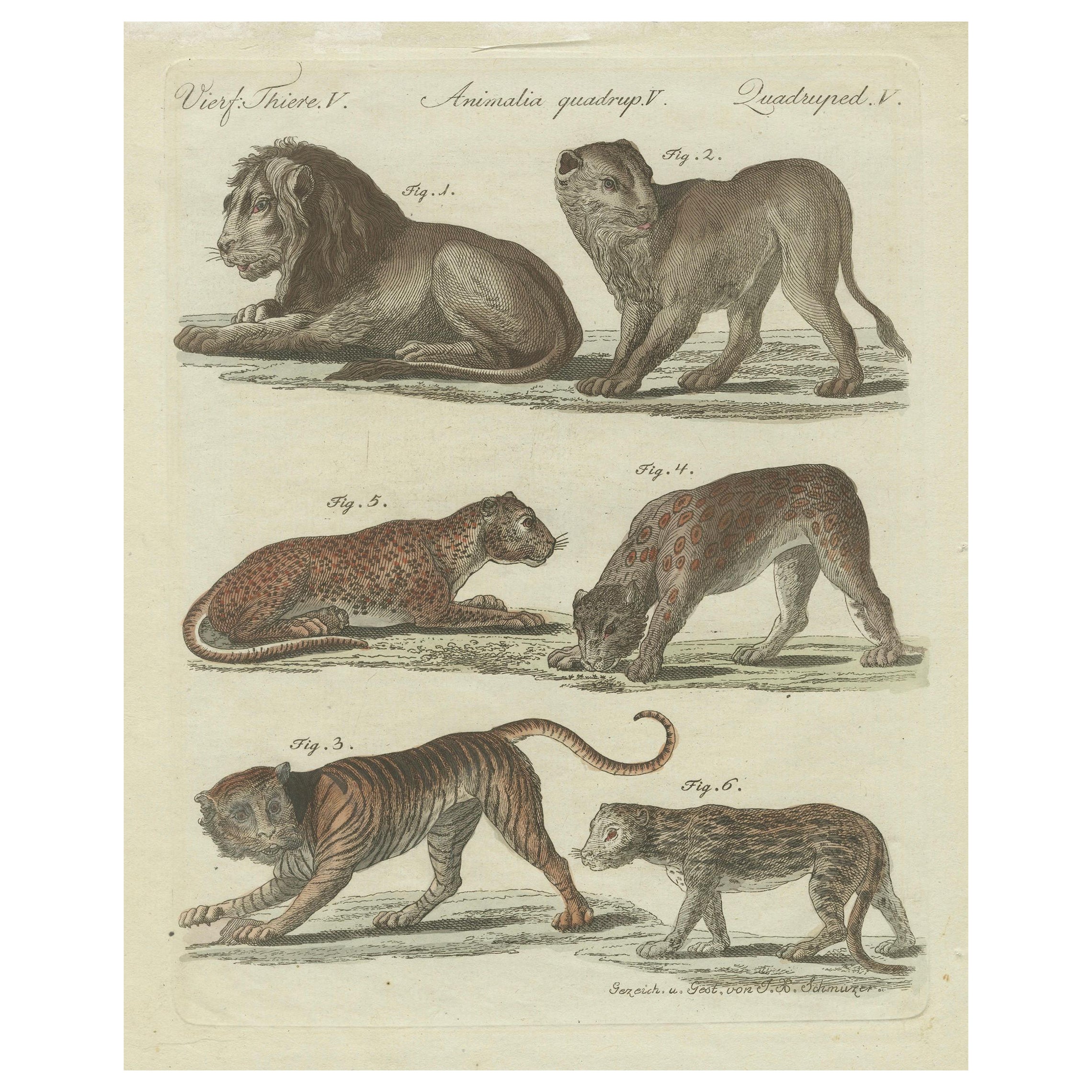 Lions, Tigers
Spotted Cats — Decorative Natural History Print c.1790