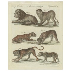 Lions, Tigers
Spotted Cats — Decorative Natural History Print c.1790