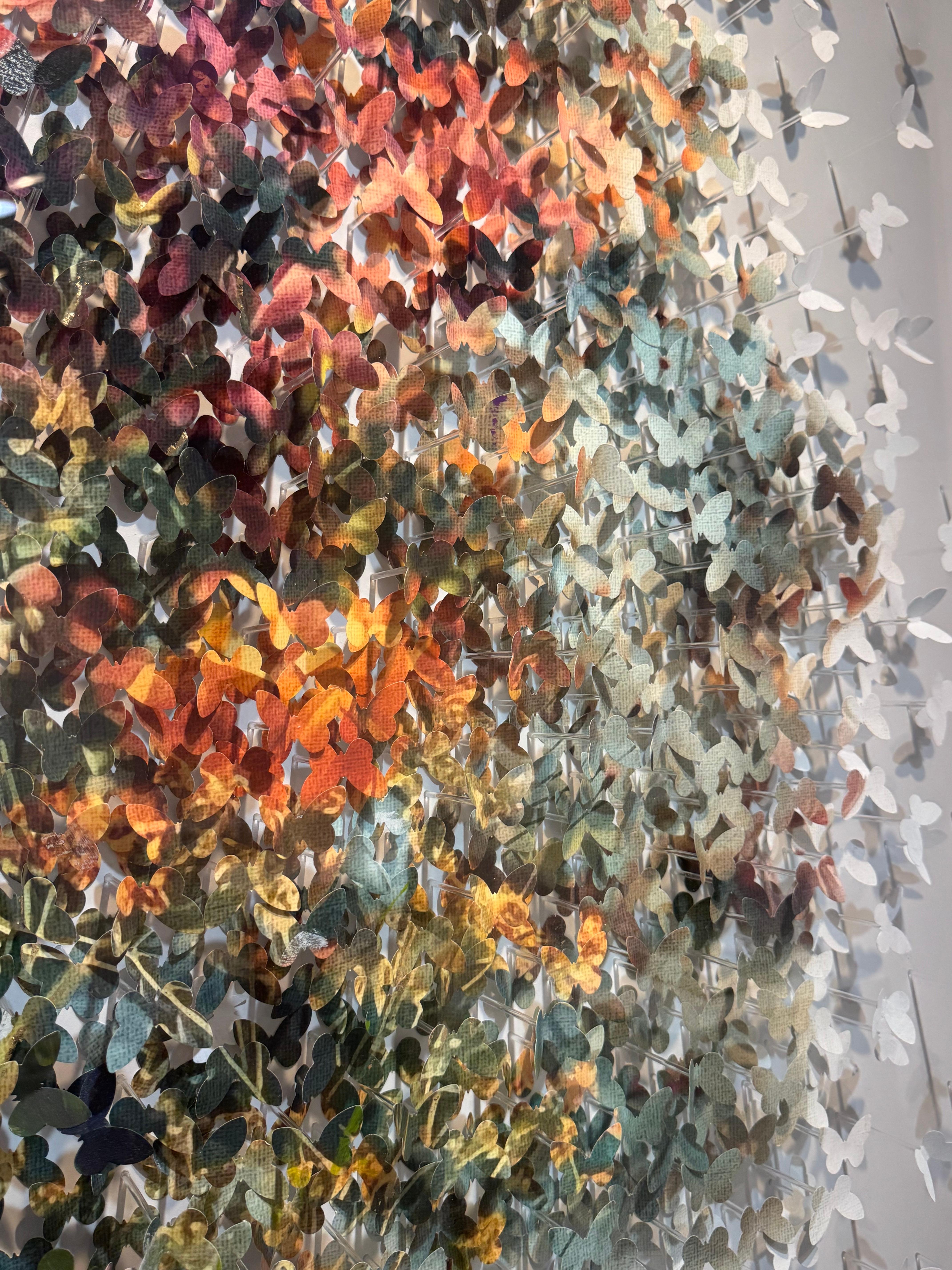 Automn Shadow For Sale 3