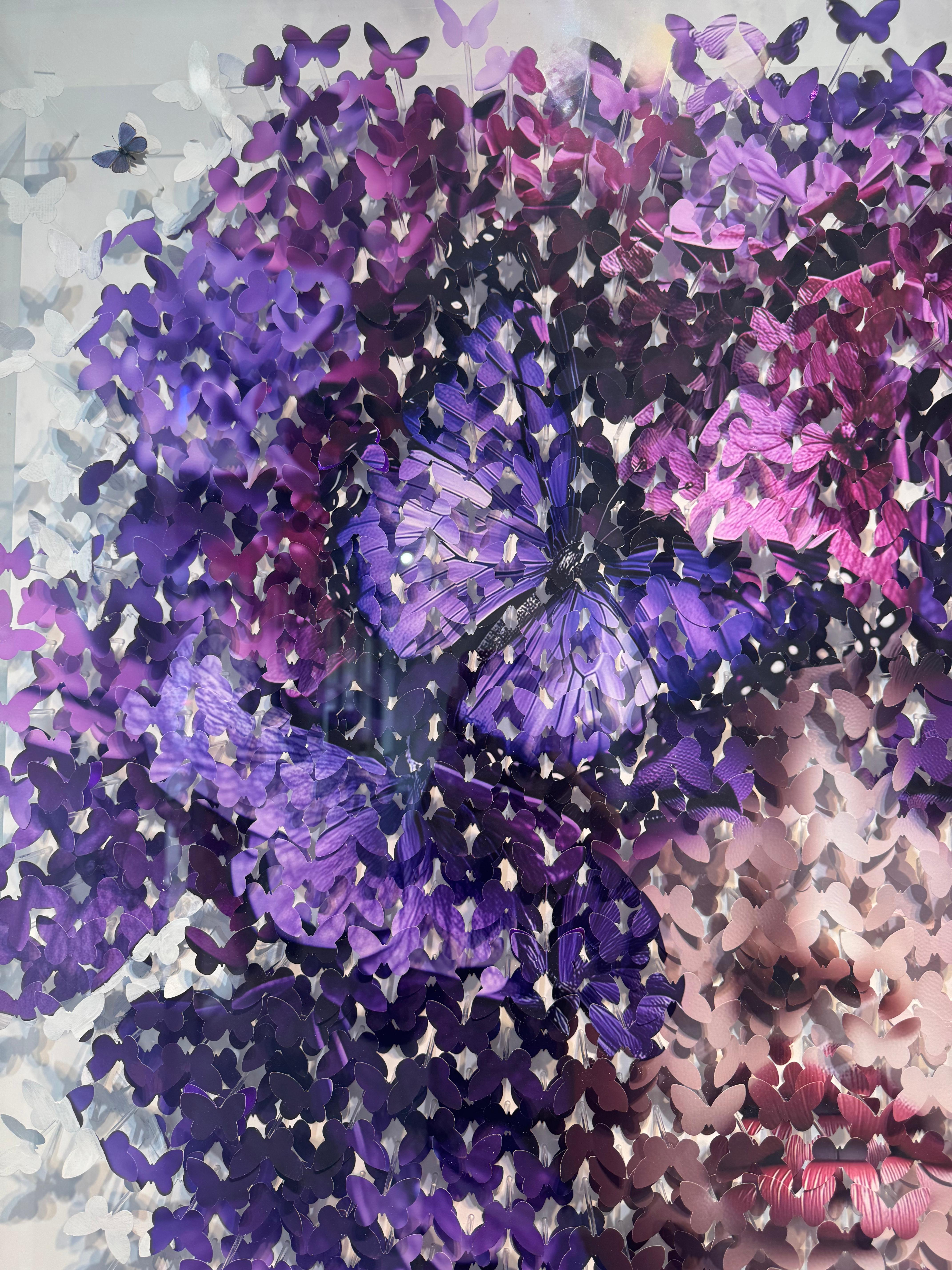 Lila Orchidee 2 im Angebot 2