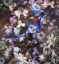 Columbine: The Mystery of Five (Abstracted Still Life Photo of Flowers)