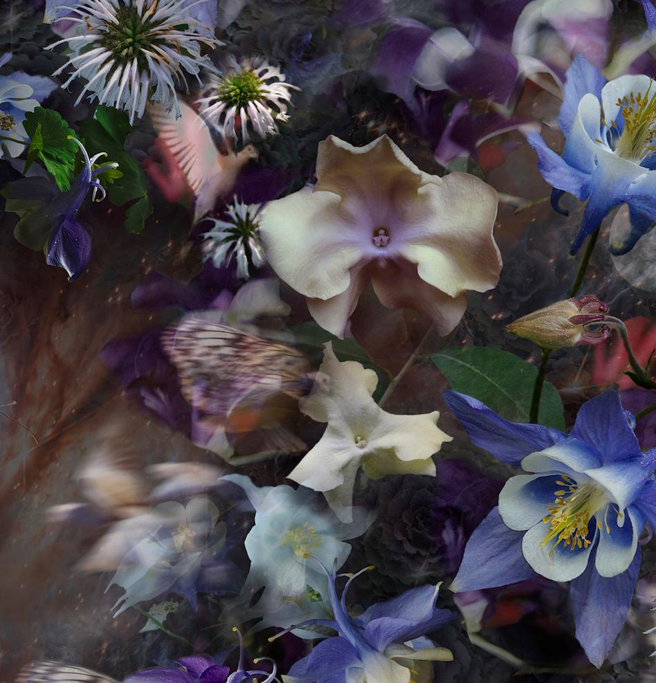 En esta fotografía botánica contemporánea, flores, mariposas y palomas se superponen y combinan en una composición abstracta. Los tonos violetas y azules resaltan intensamente sobre el fondo oscurecido, y las imágenes borrosas de mariposas sugieren