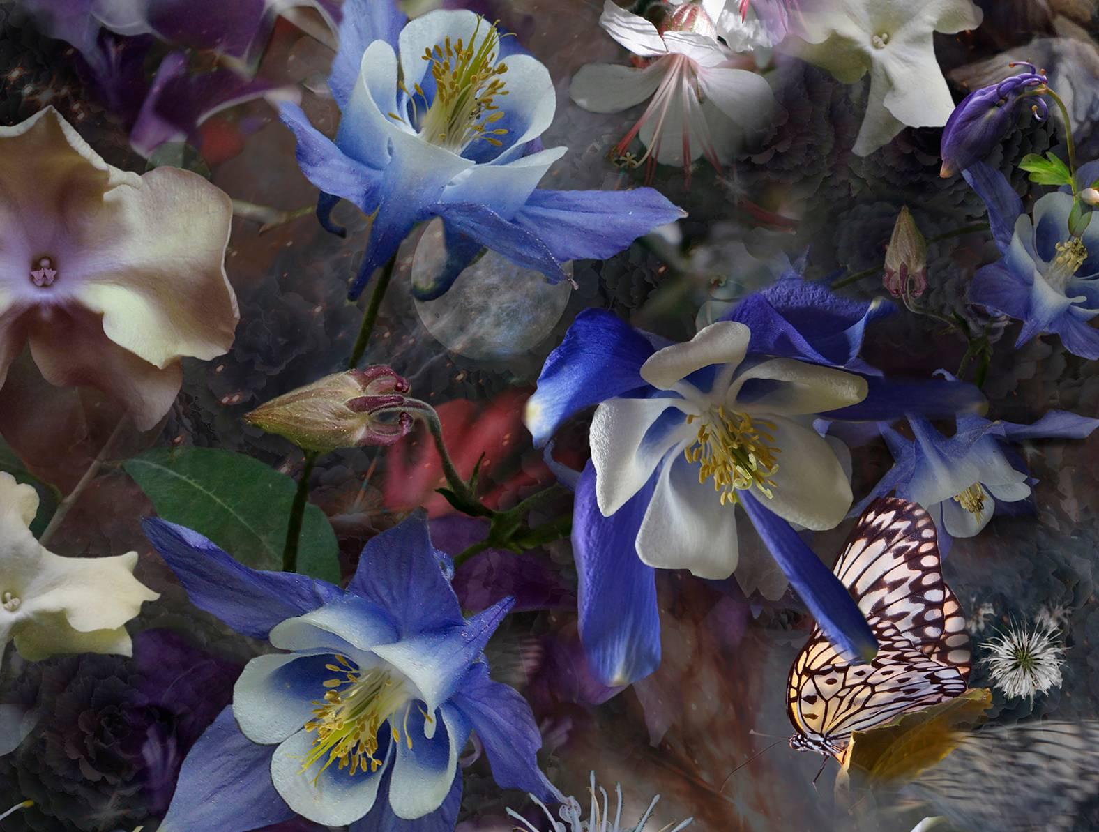 Diese botanische Fotografie zeigt Blumen, Schmetterlinge und Tauben in einer abstrakten Komposition. Violett- und Blautöne heben sich leuchtend von dem abgedunkelten Hintergrund ab, und unscharfe Bilder von Schmetterlingen suggerieren Bewegung im