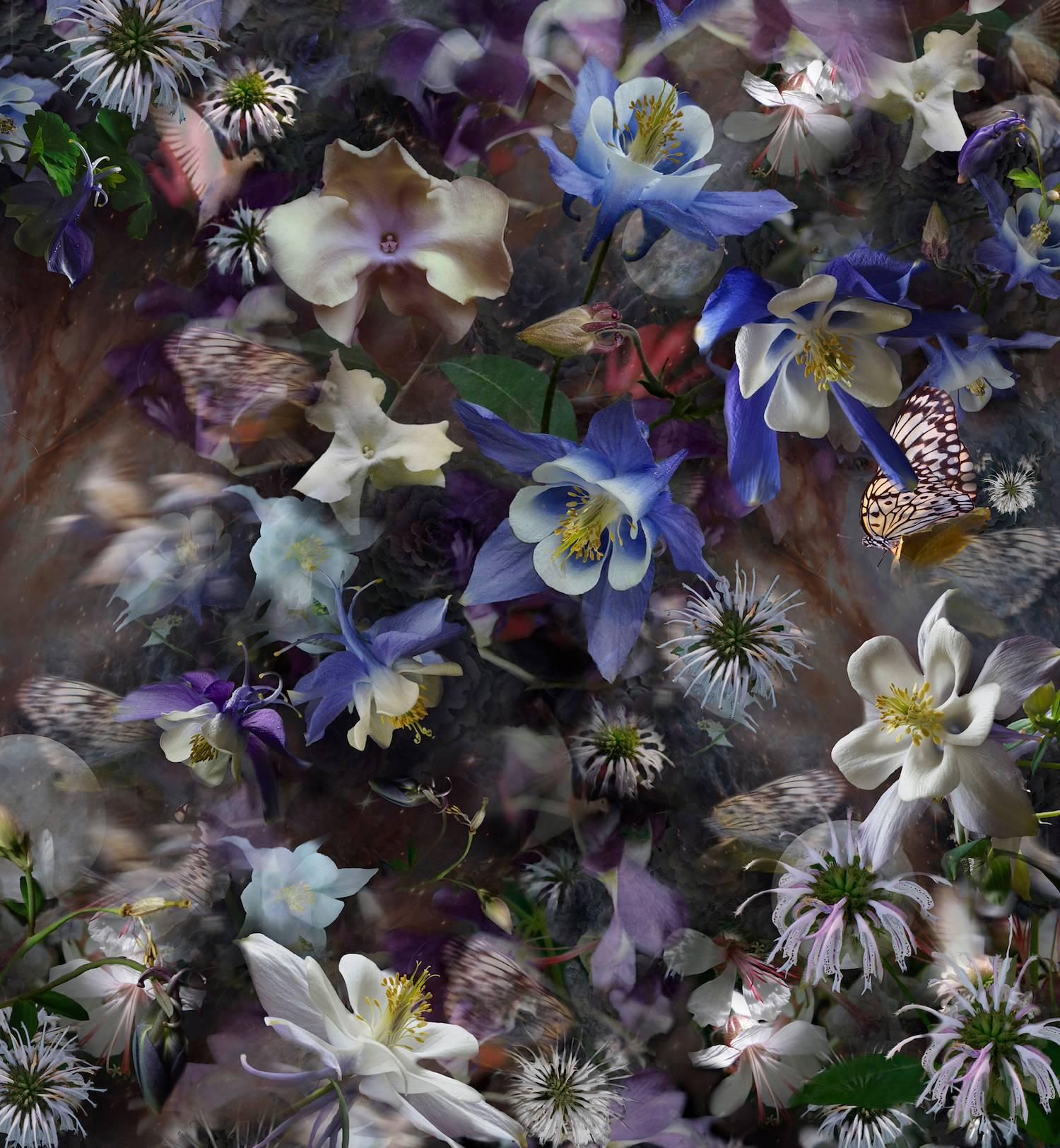 Lisa A. Frank Color Photograph – Columbine: Die Mysterie von fünf Tauben, geschichtete Bilder von Blumen in Violettblau