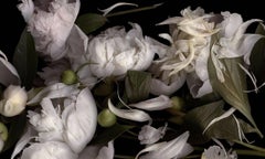 It's Not the Moon (Horizontal Still Life Photograph of White Peonies on Black)
