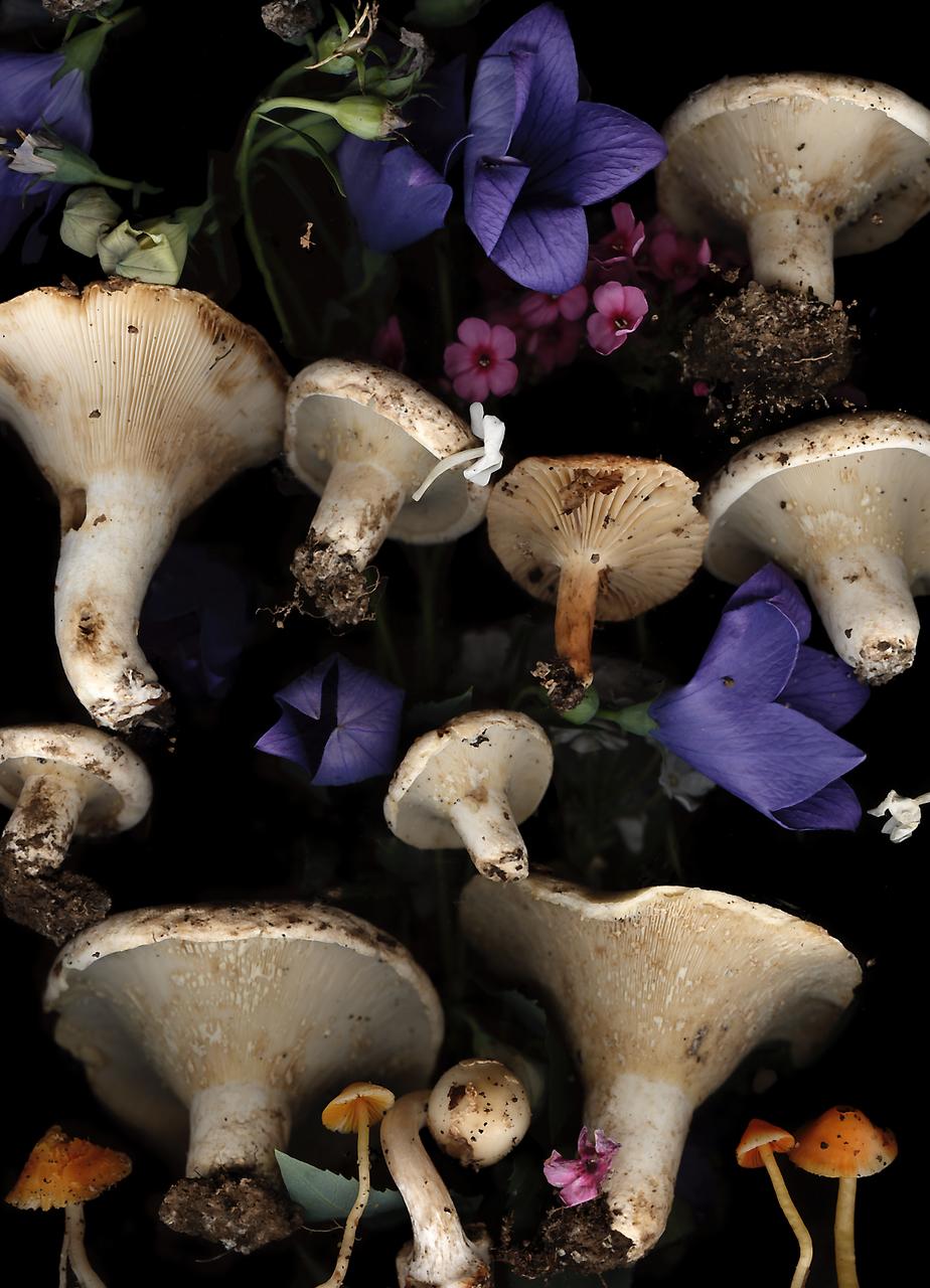 Lisa A. Frank Color Photograph – Lactarius mit Glockenblumen (modernes digitales Pilz- und Blumenstillleben)